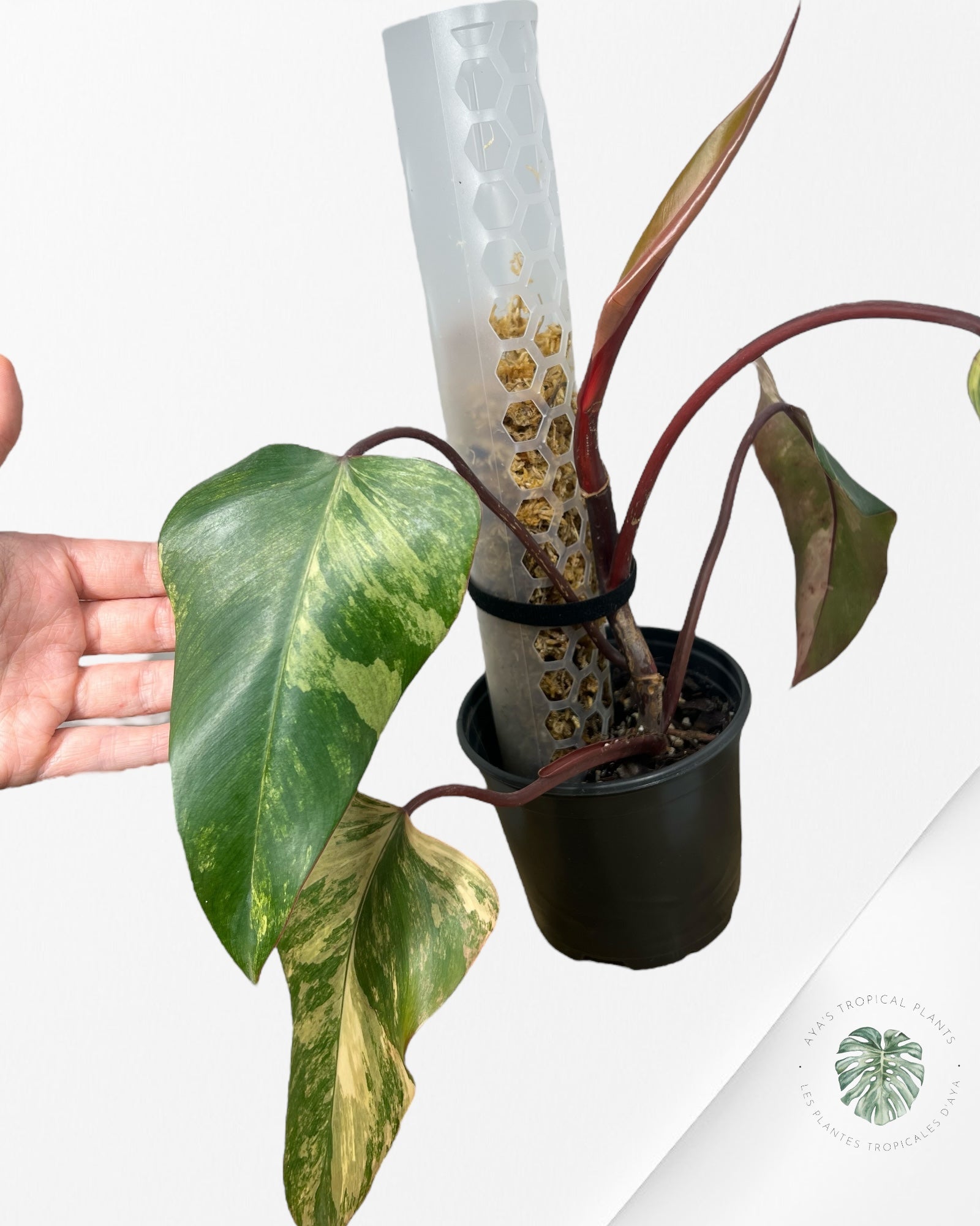 Black Velcro Plant Tie