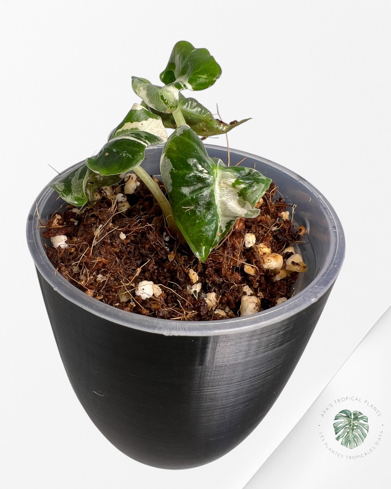 Alocasia Polly Pink Variegated