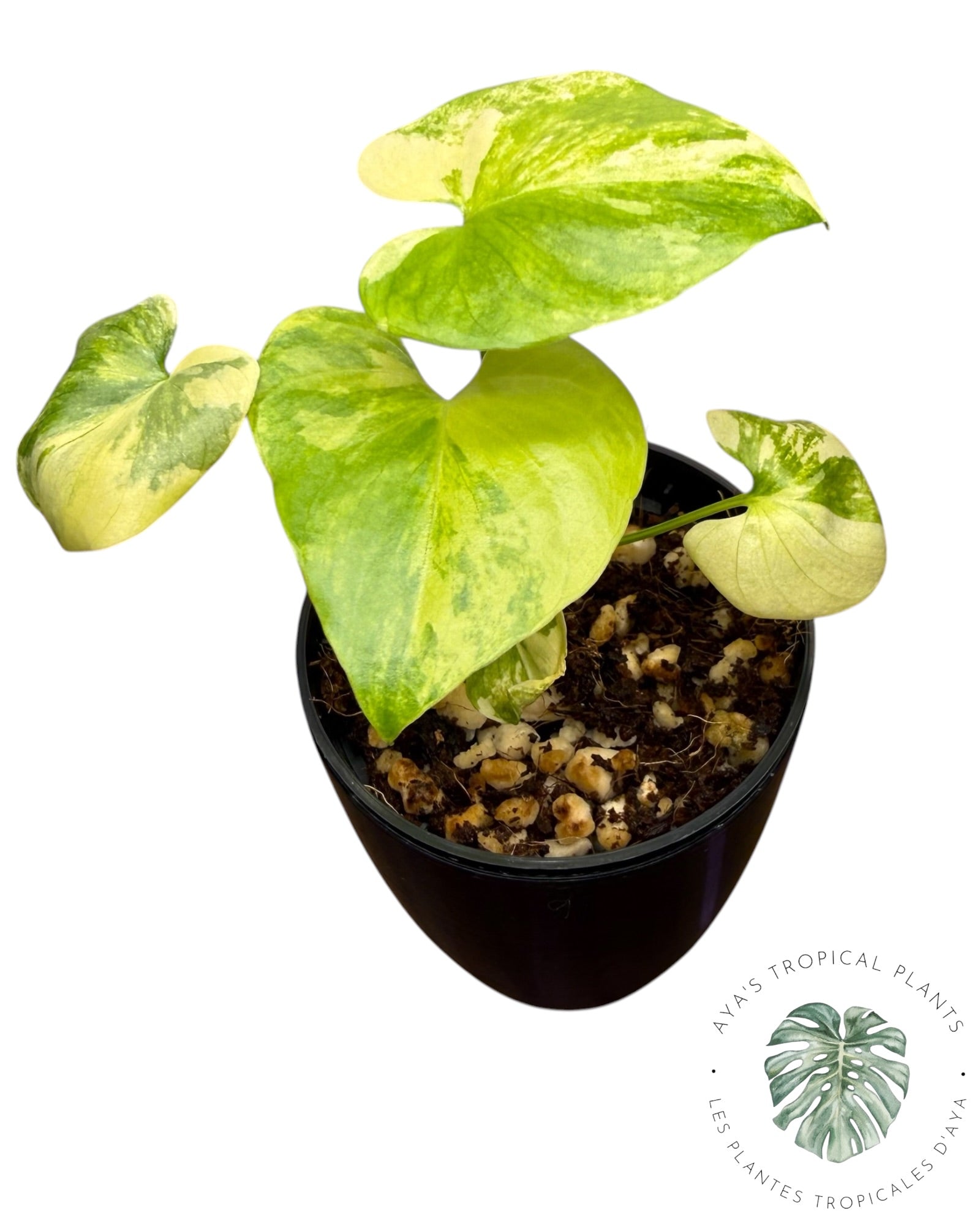 Philodendron Bipinnatifidum Variegated