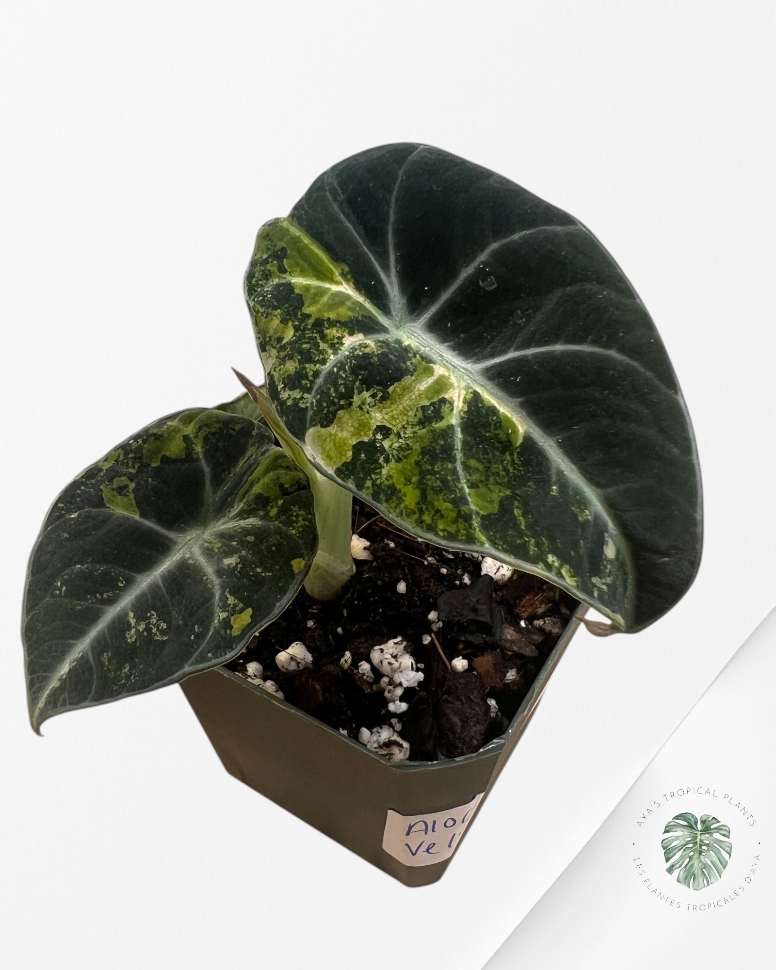 Alocasia Black Velvet Gold-ABVG4