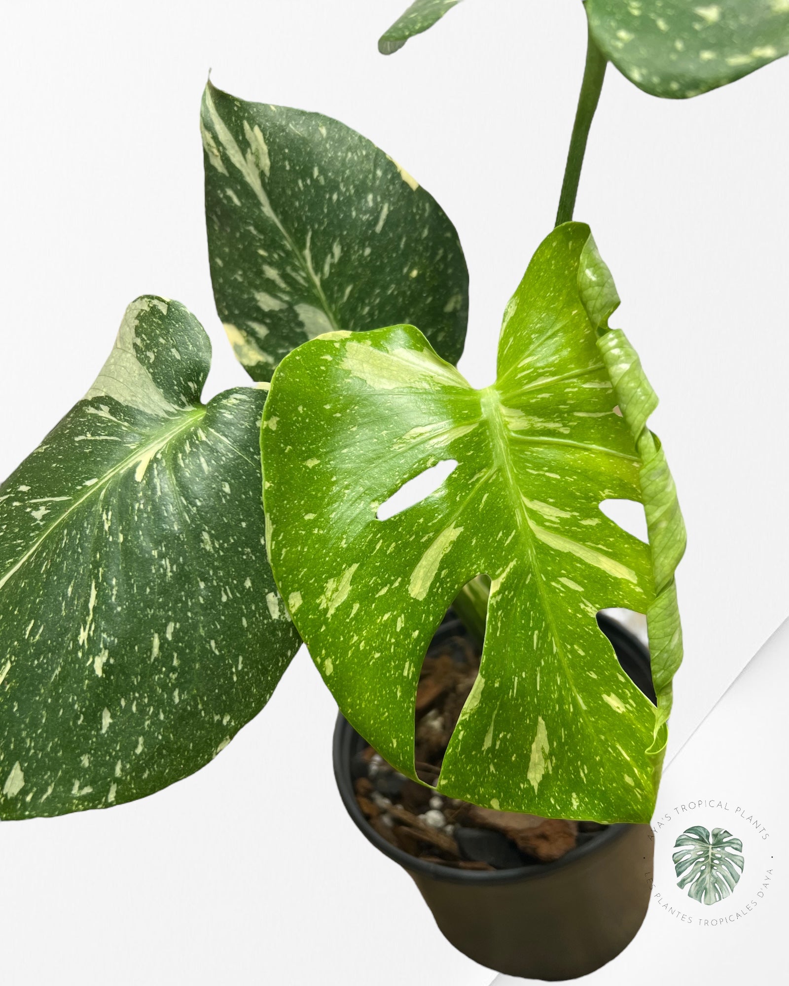 Monstera Thai Constellation-MTC4