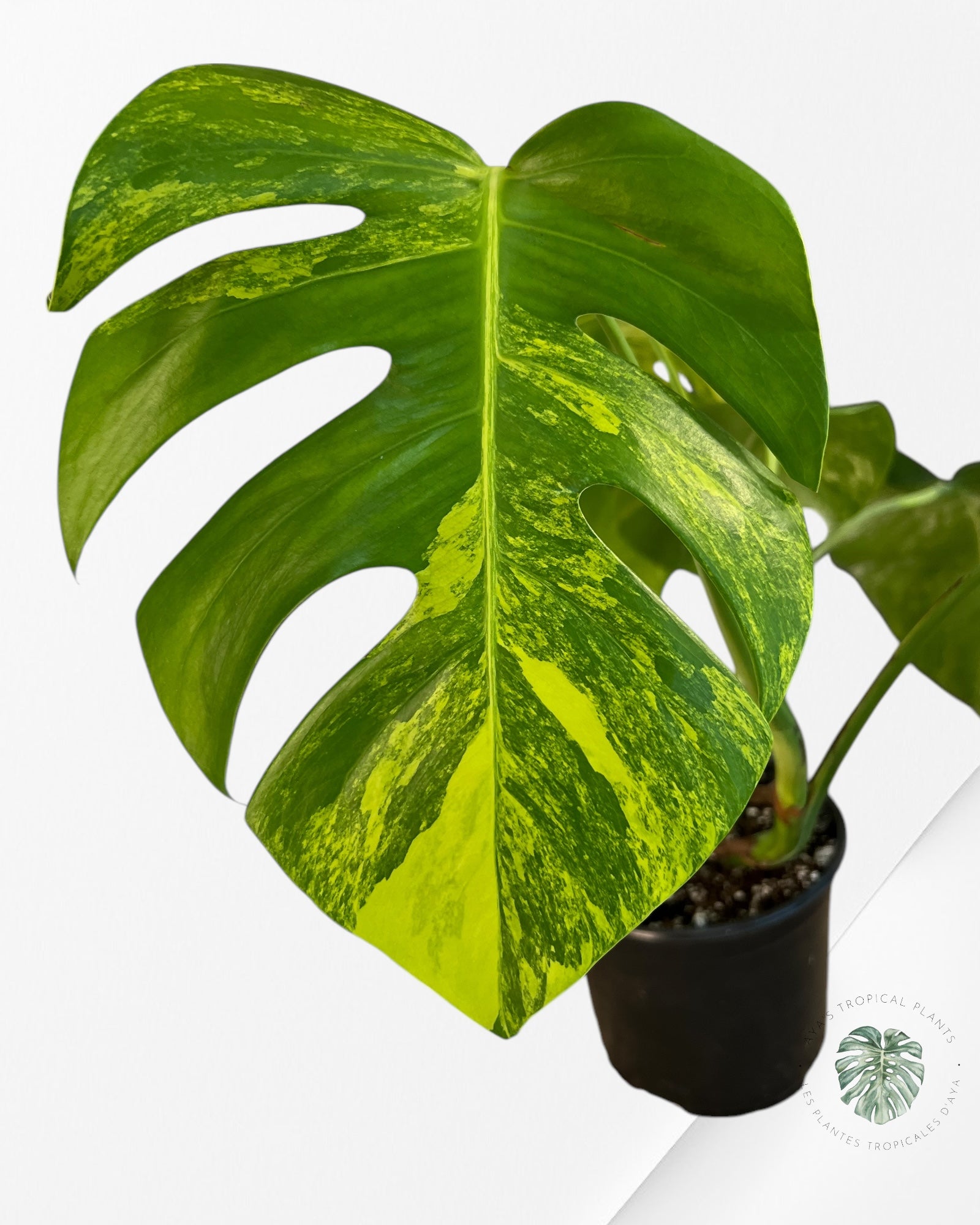 Monstera Aurea -JA5