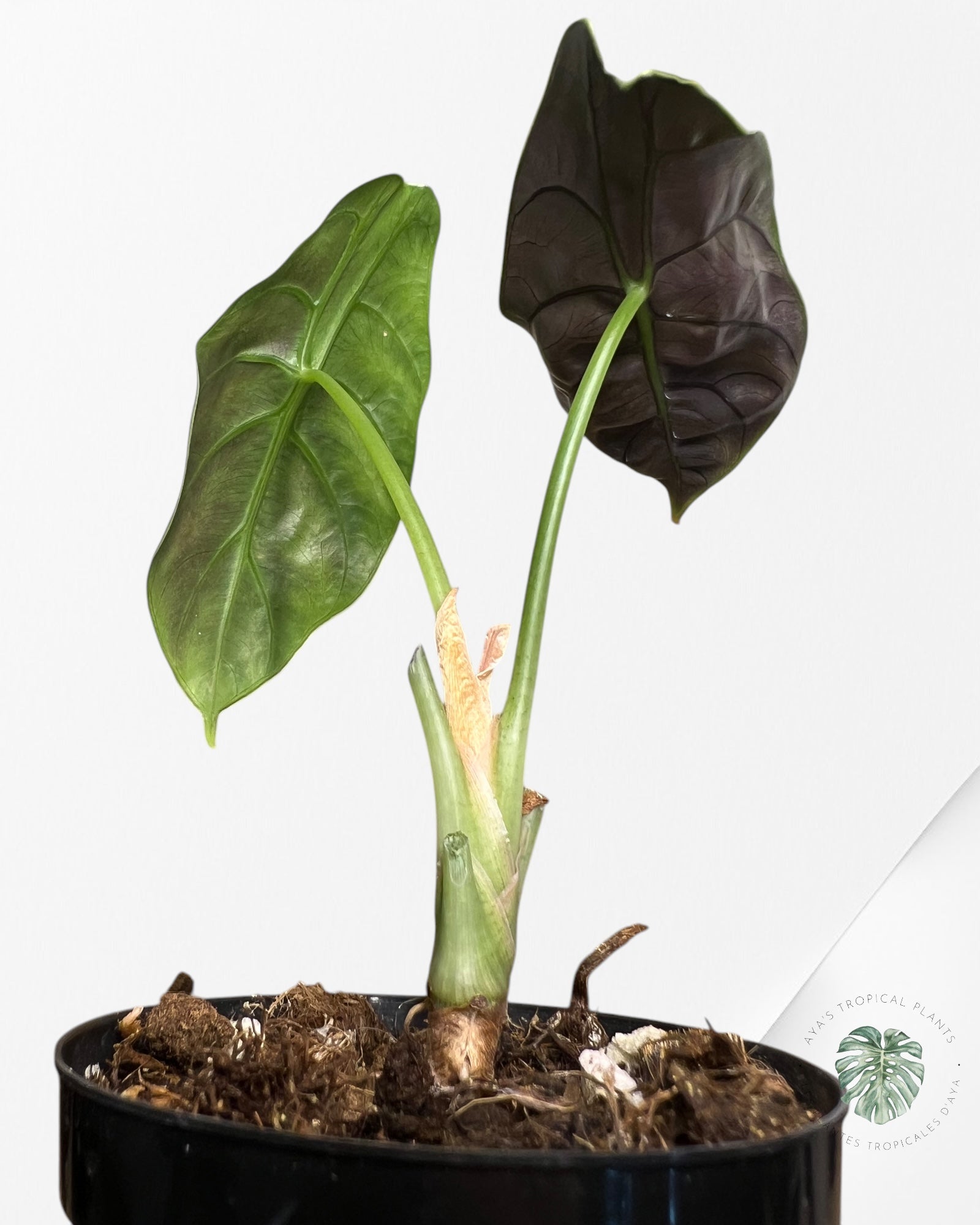 Alocasia Azlanii-J