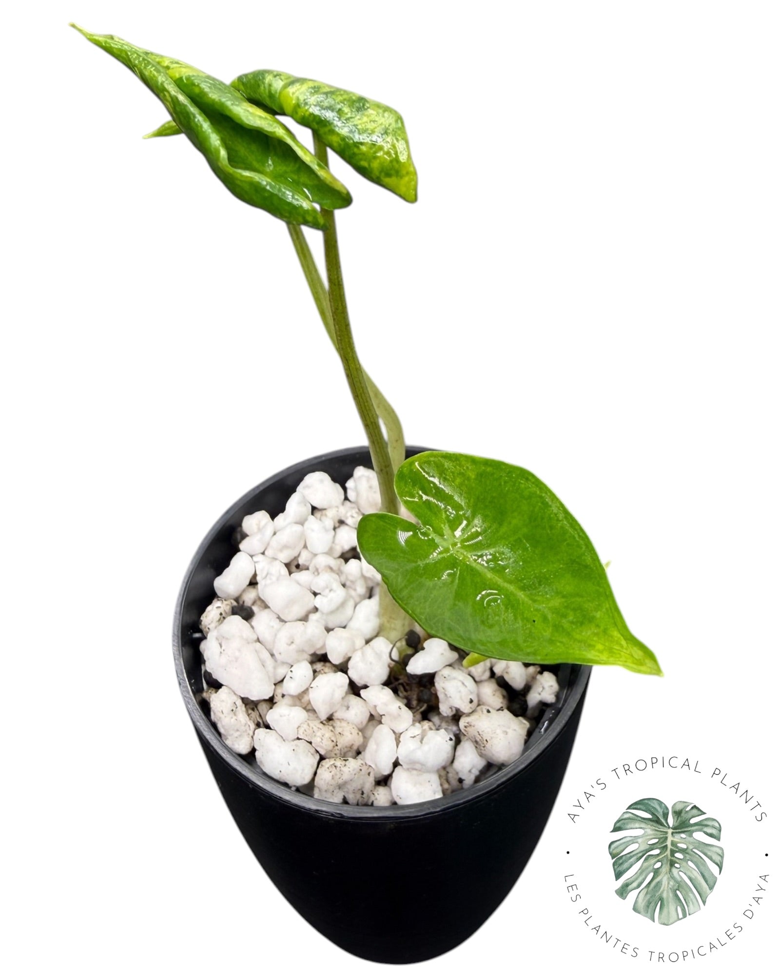 Alocasia Macrorrhizos ‘Shock Treatment’ Variegated