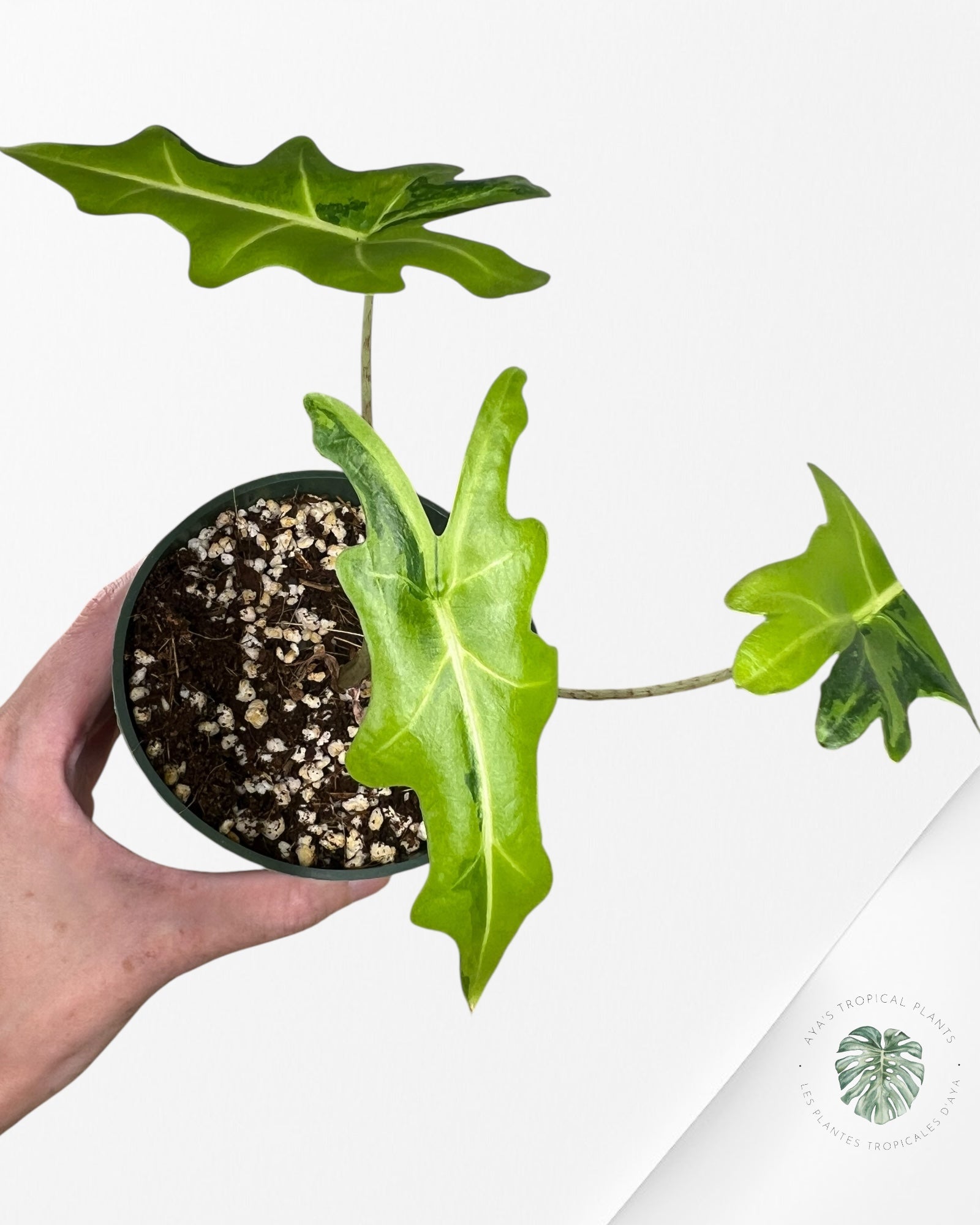 Alocasia Portei Variagated -JU03