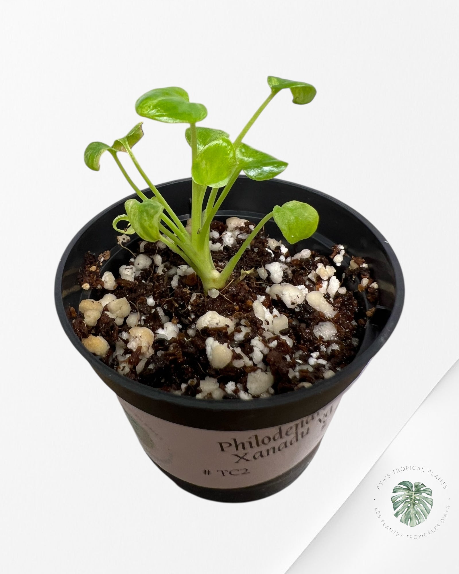 Philodendron Xanadu Variegated - TC2