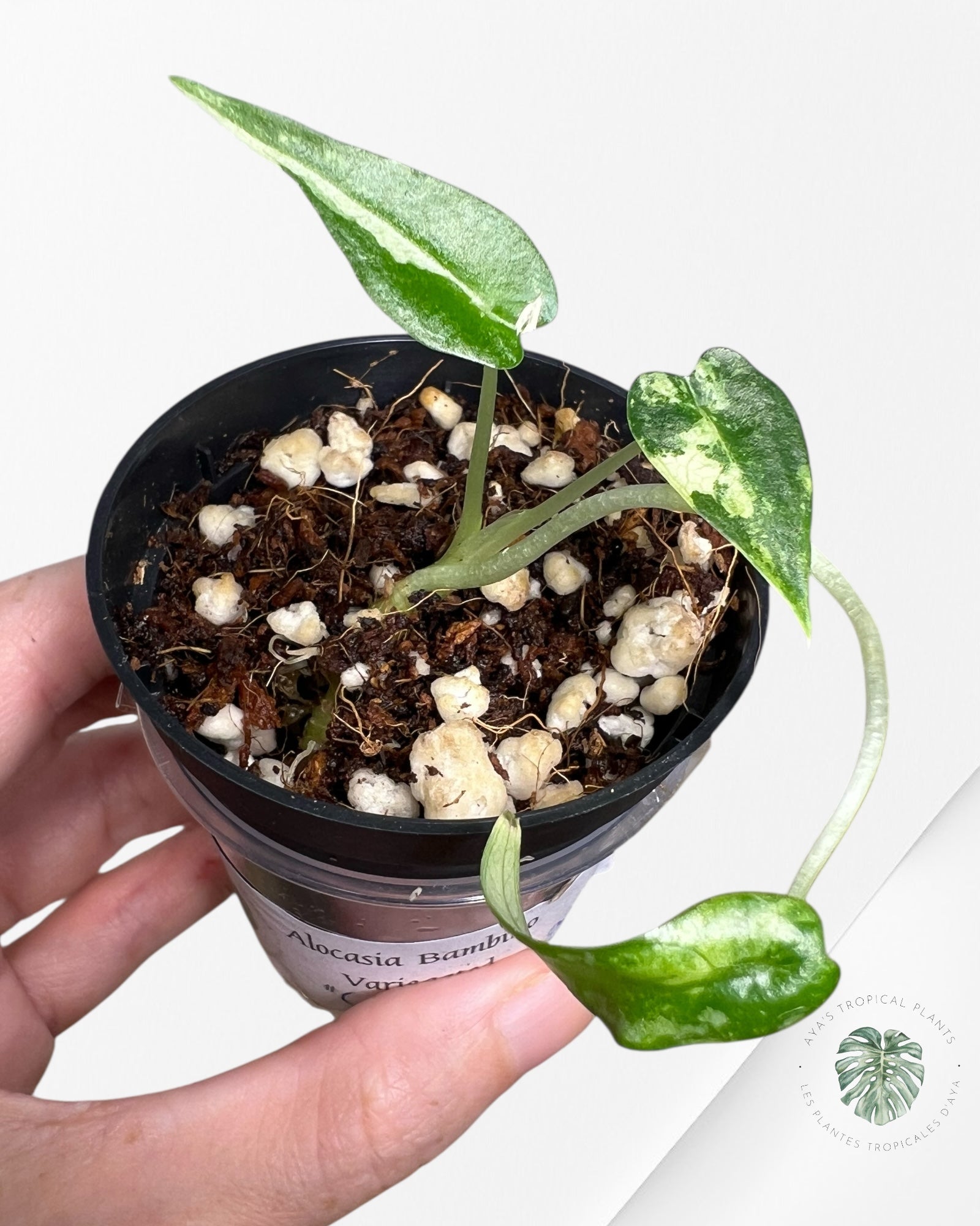 Alocasia Bambino Variegated - 60