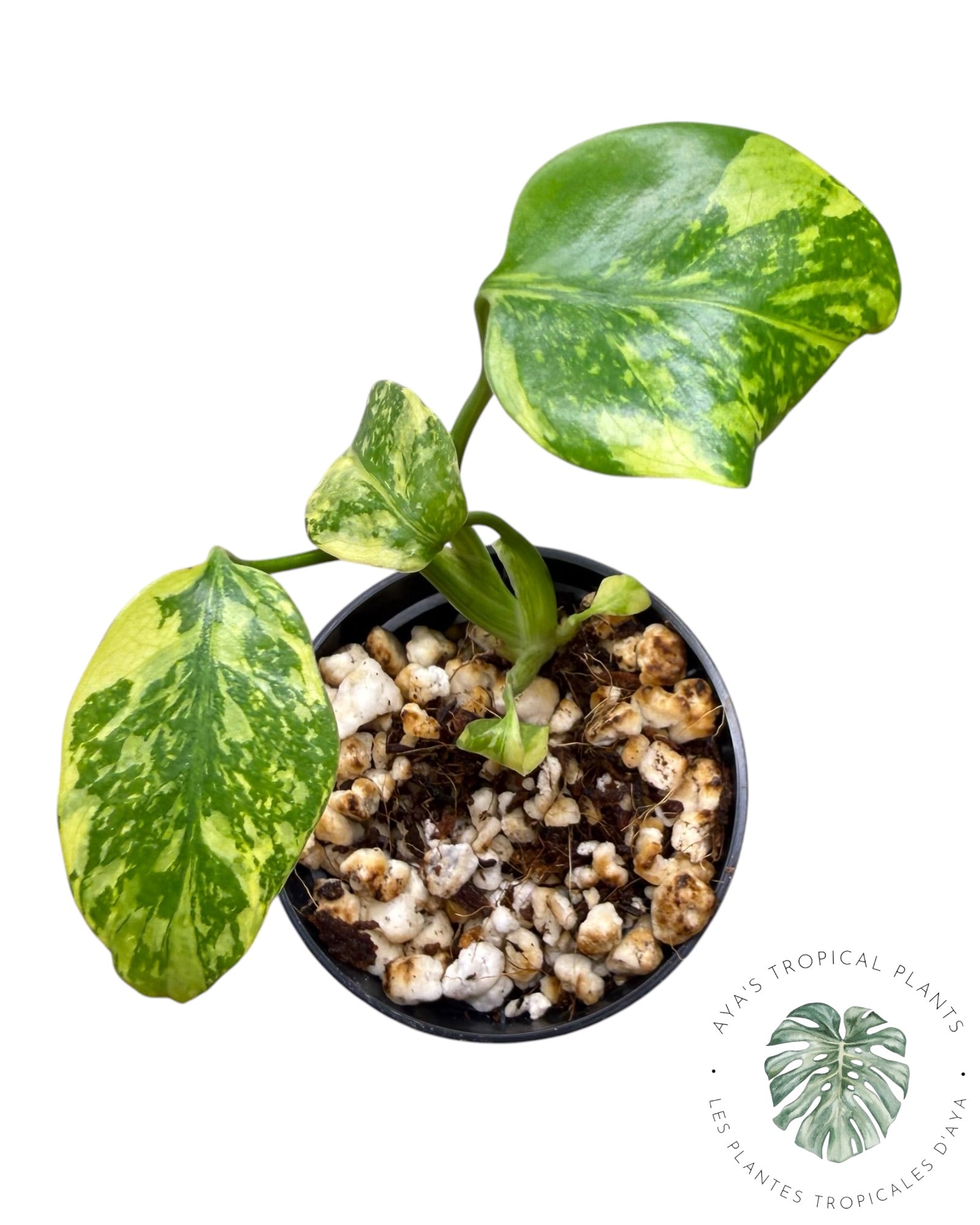 Monstera Deliciosa Electrolyte