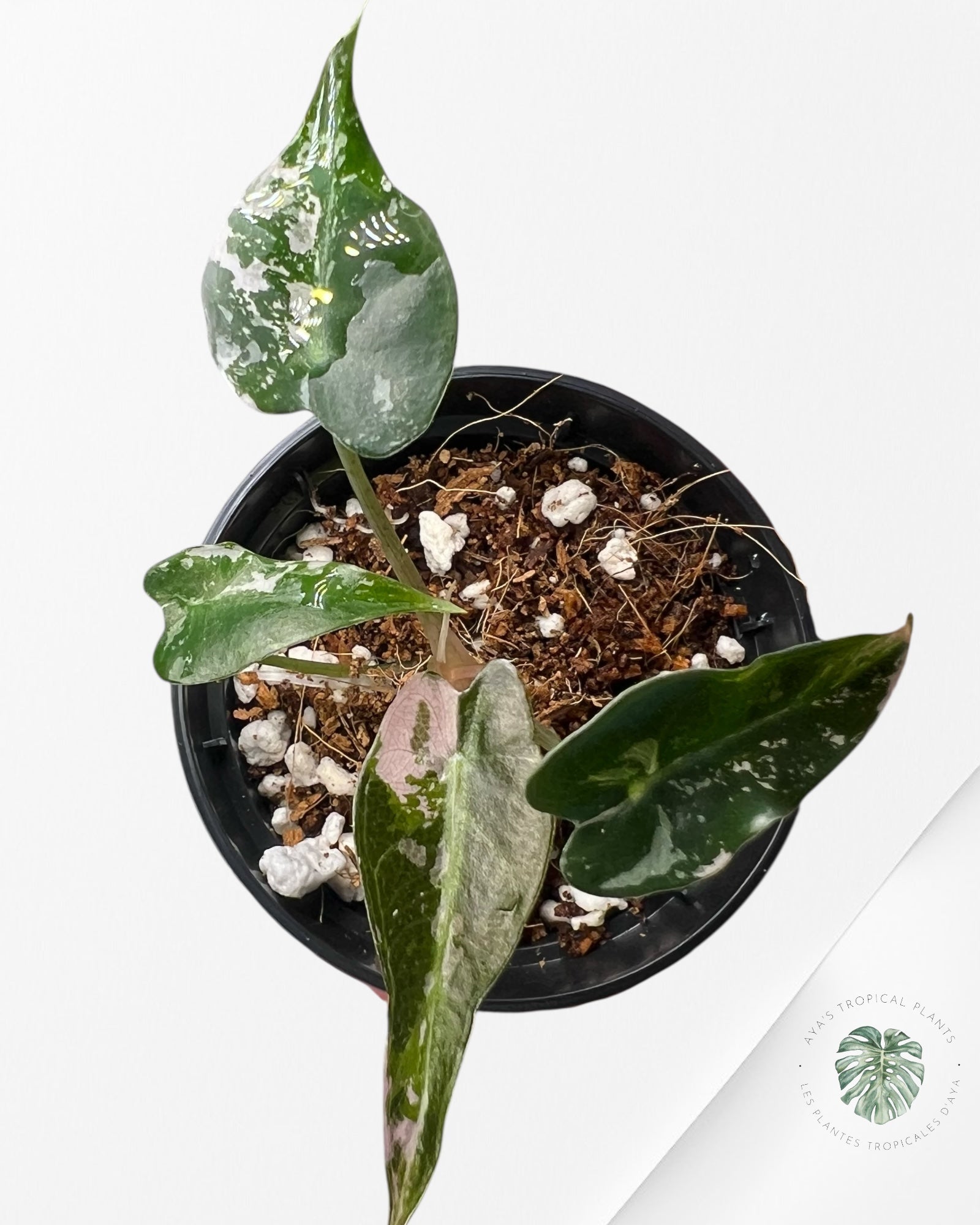 Alocasia Bambino Variegated (pink) - C
