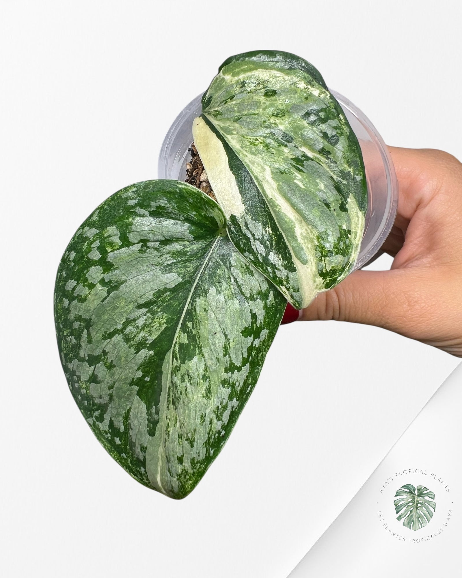 Scindapsus Exotica Tricolore - SET2