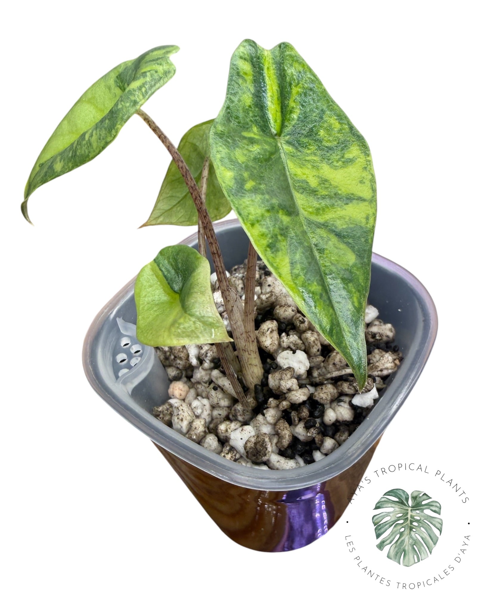 Alocasia Heterophylla Metallic  Albo Aurea Variegated