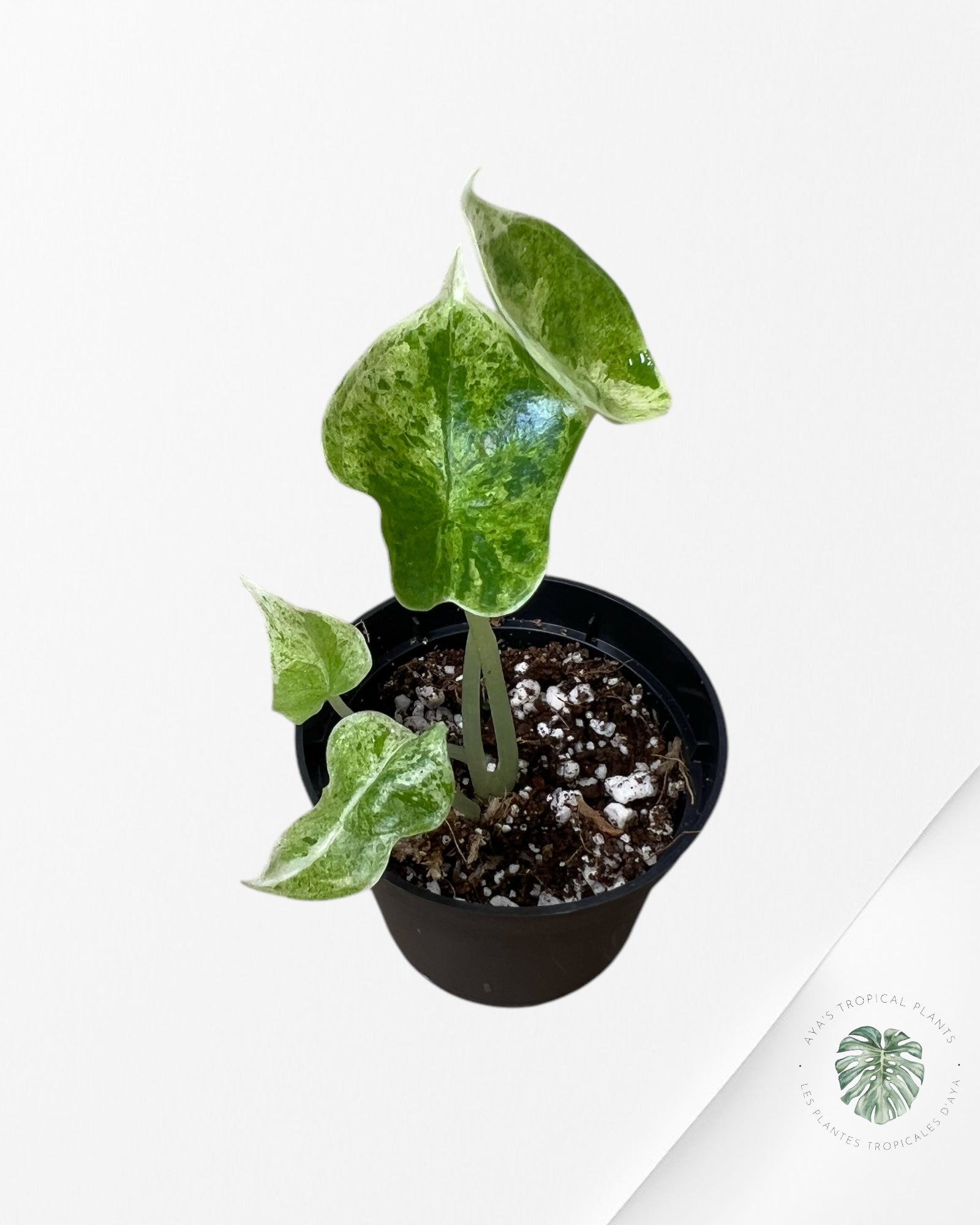 Alocasia Dragon Scale Mint - T2