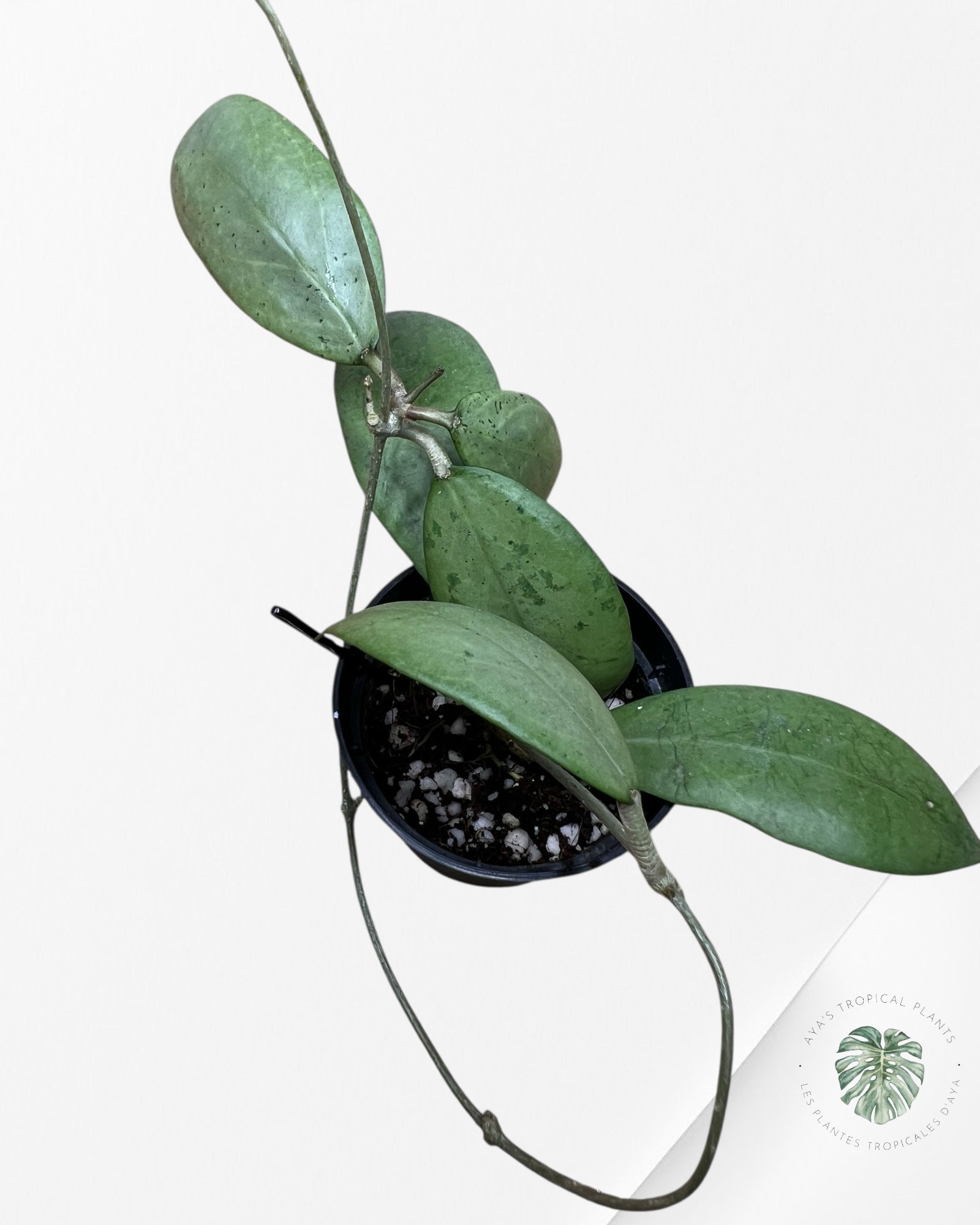 Hoya erythrostemma (Silver) - B1