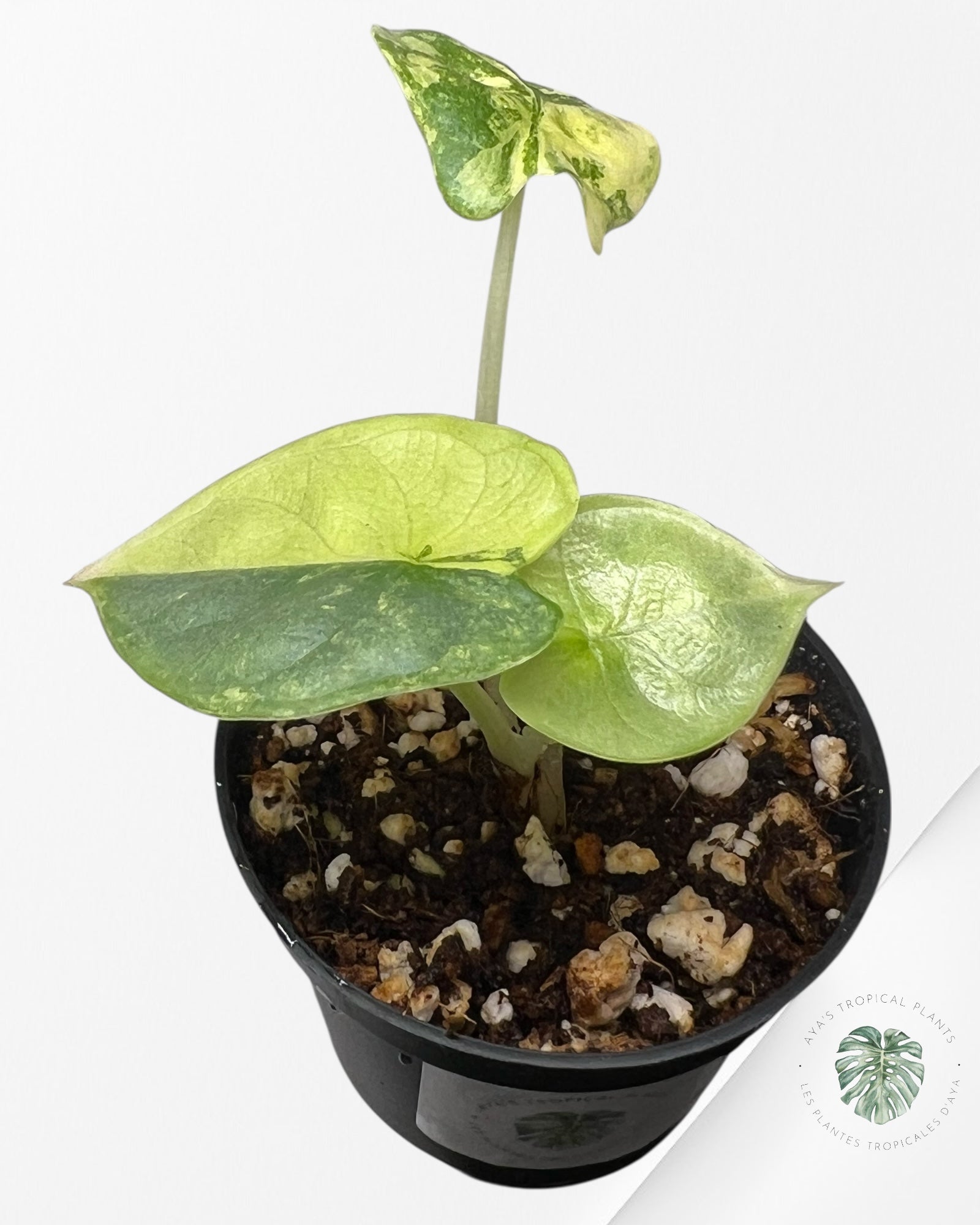 Alocasia Silver Dragon Variegated Aurea -TC19