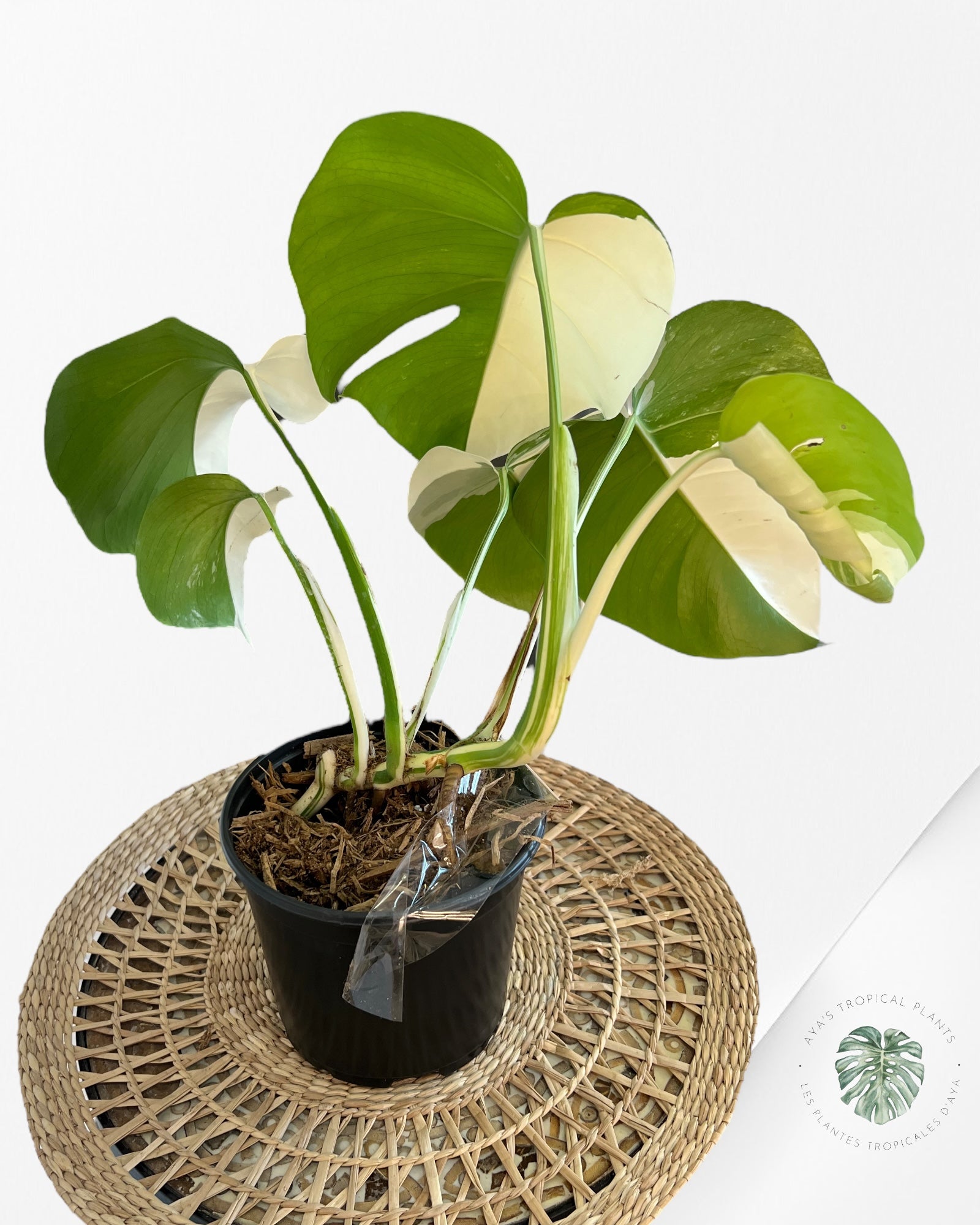 Monstera Borsigiana Albo-JA10