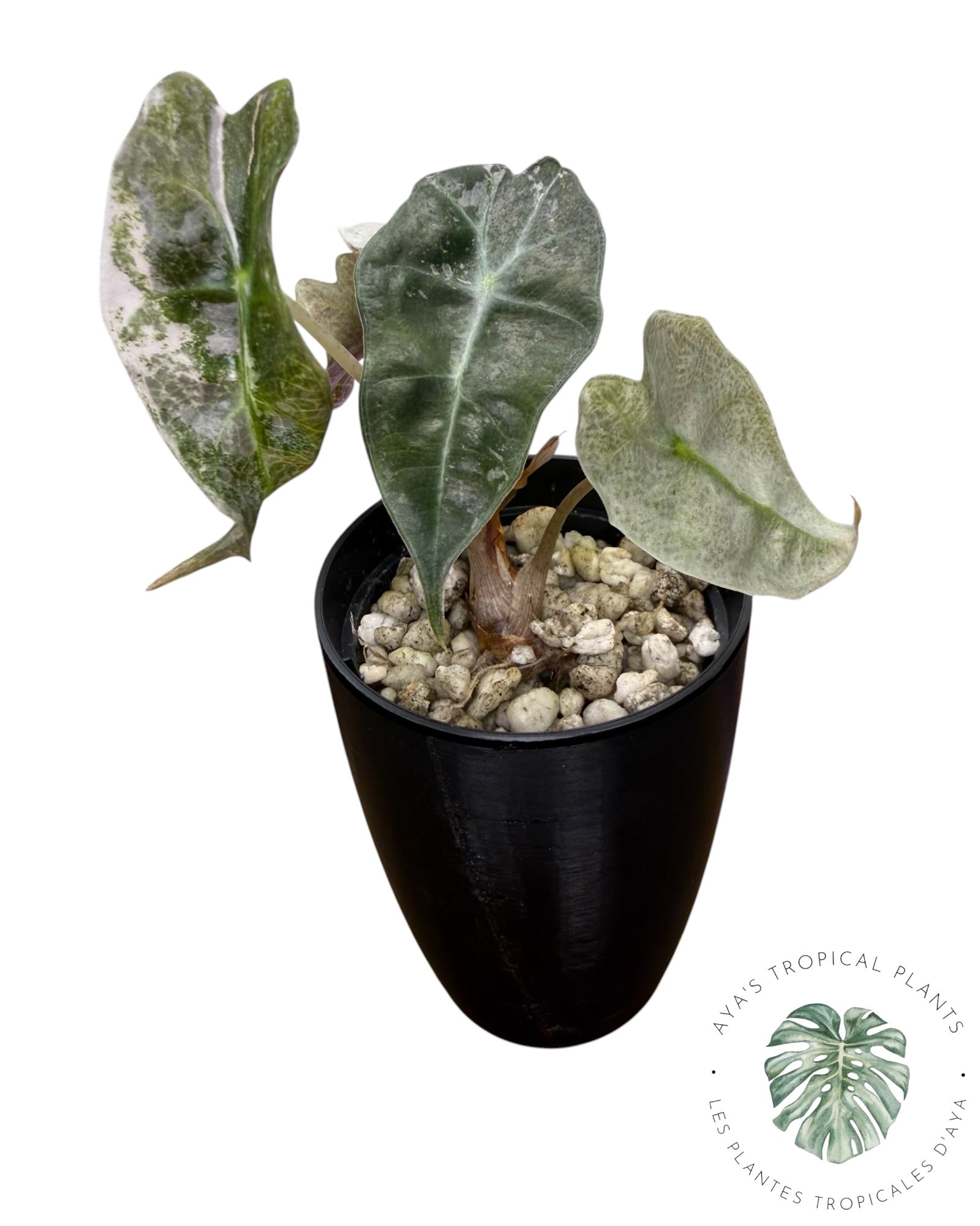 Mutation rose d'Alocasia polly