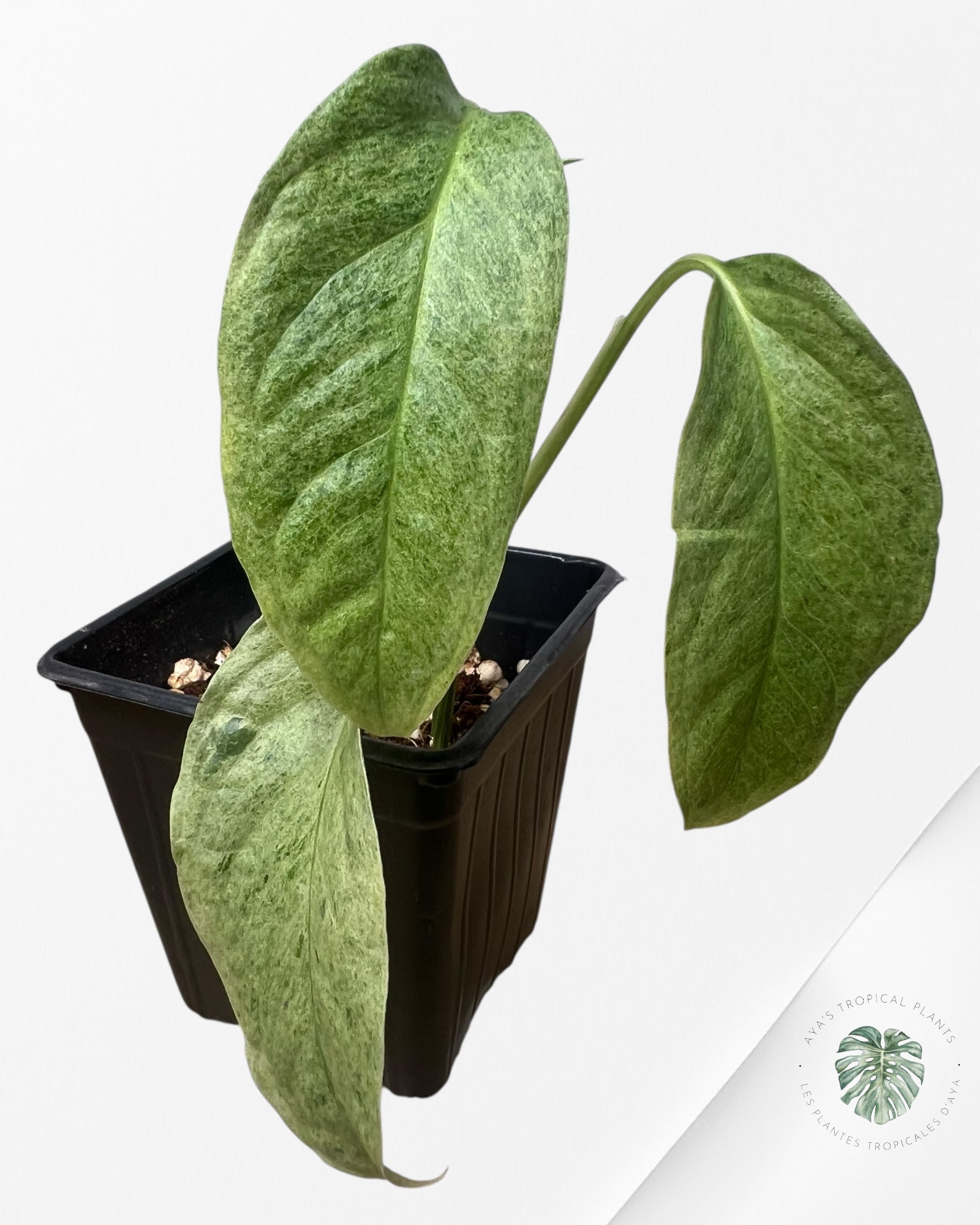 Monstera Laniata mint - 3