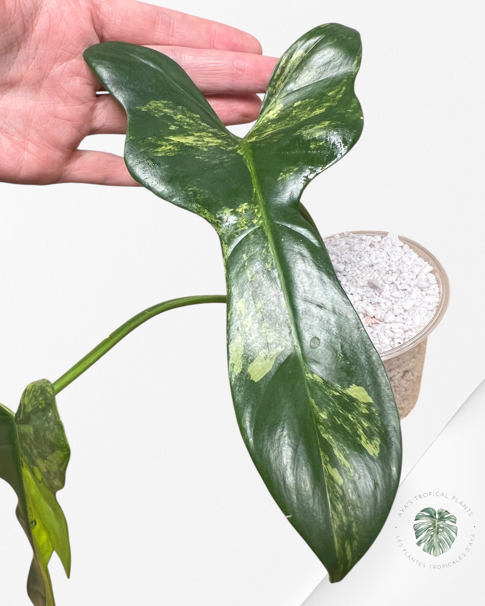 Philodendron bipennifolium Violon Panaché -D