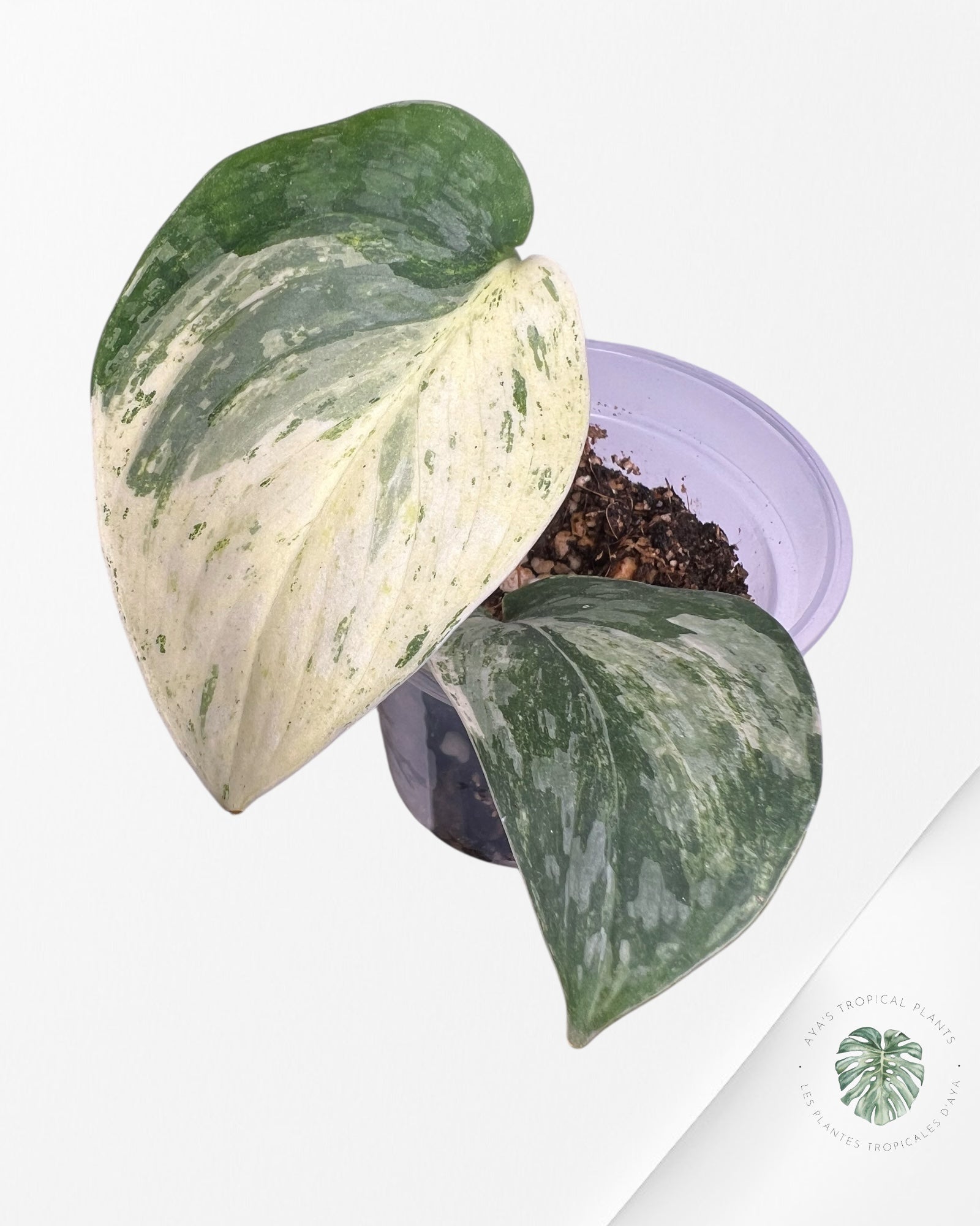 Scindapsus Sadewa - SS01
