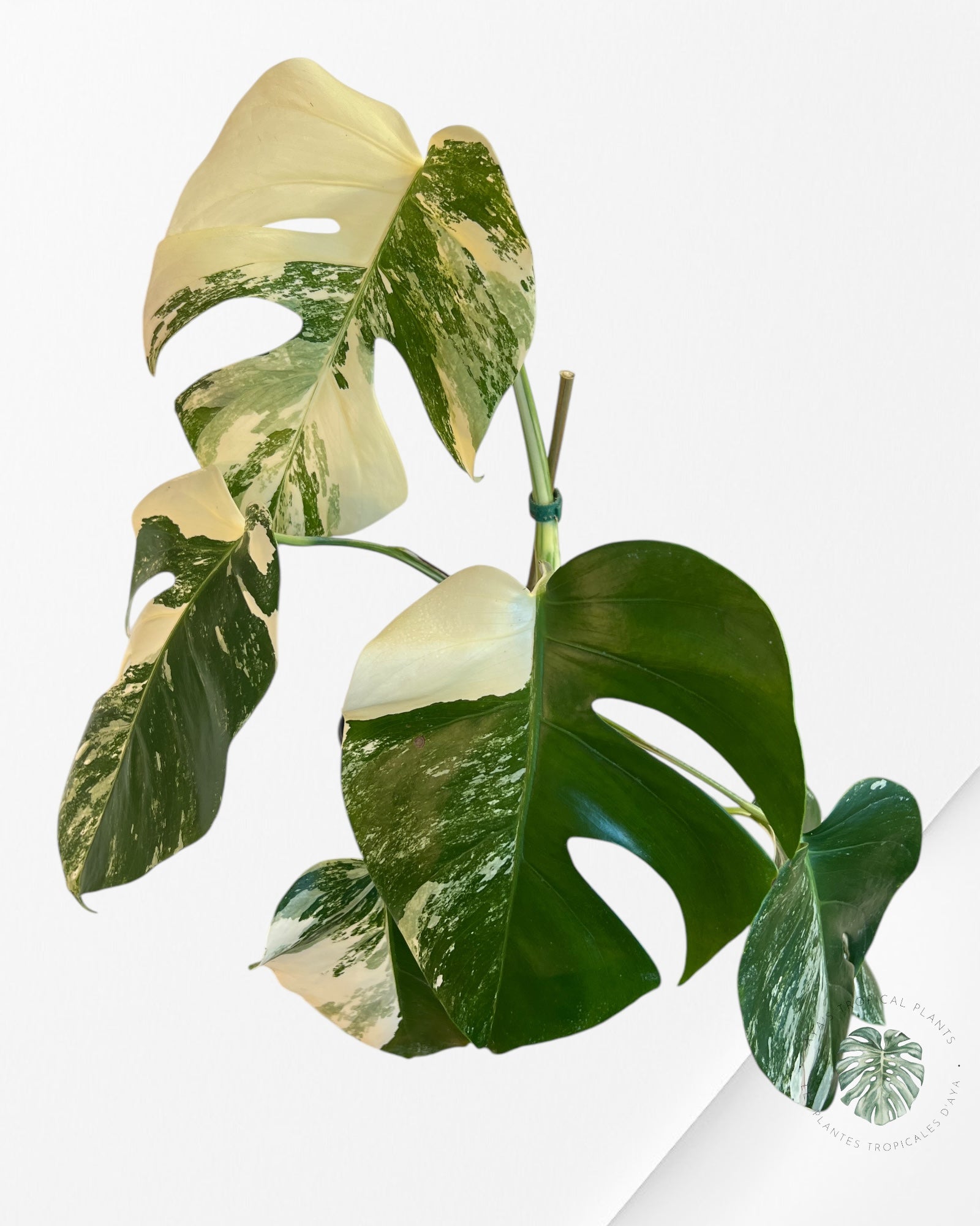 Monstera Albo - A2