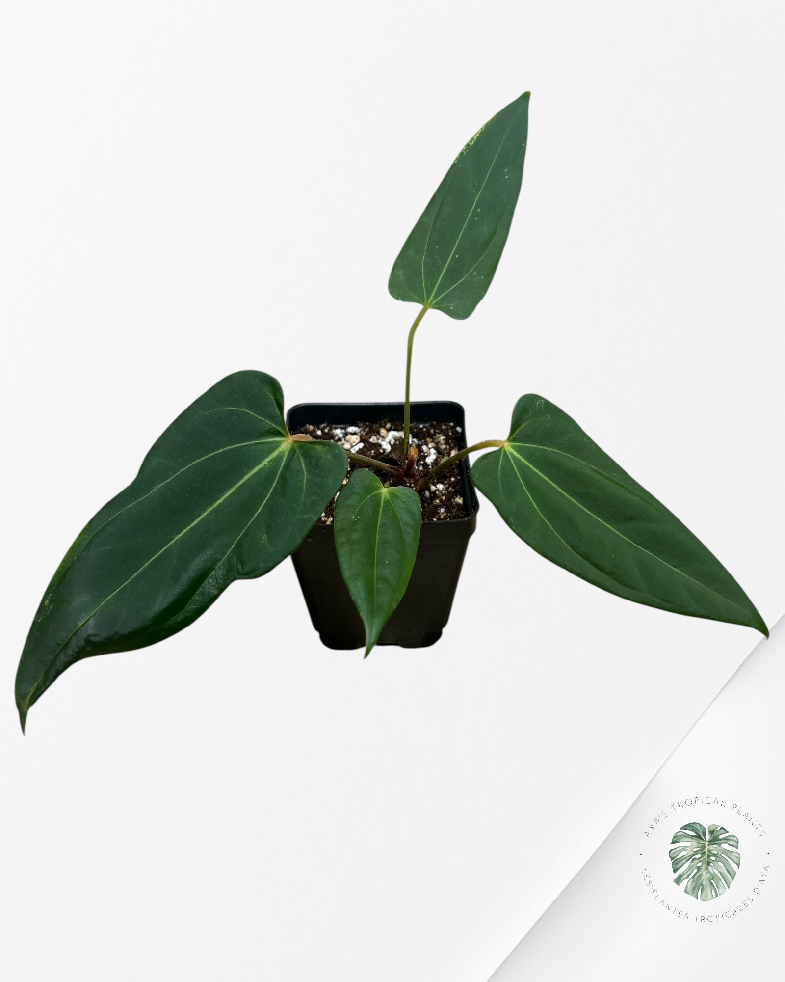 Anthurium papillilaminum - AP4
