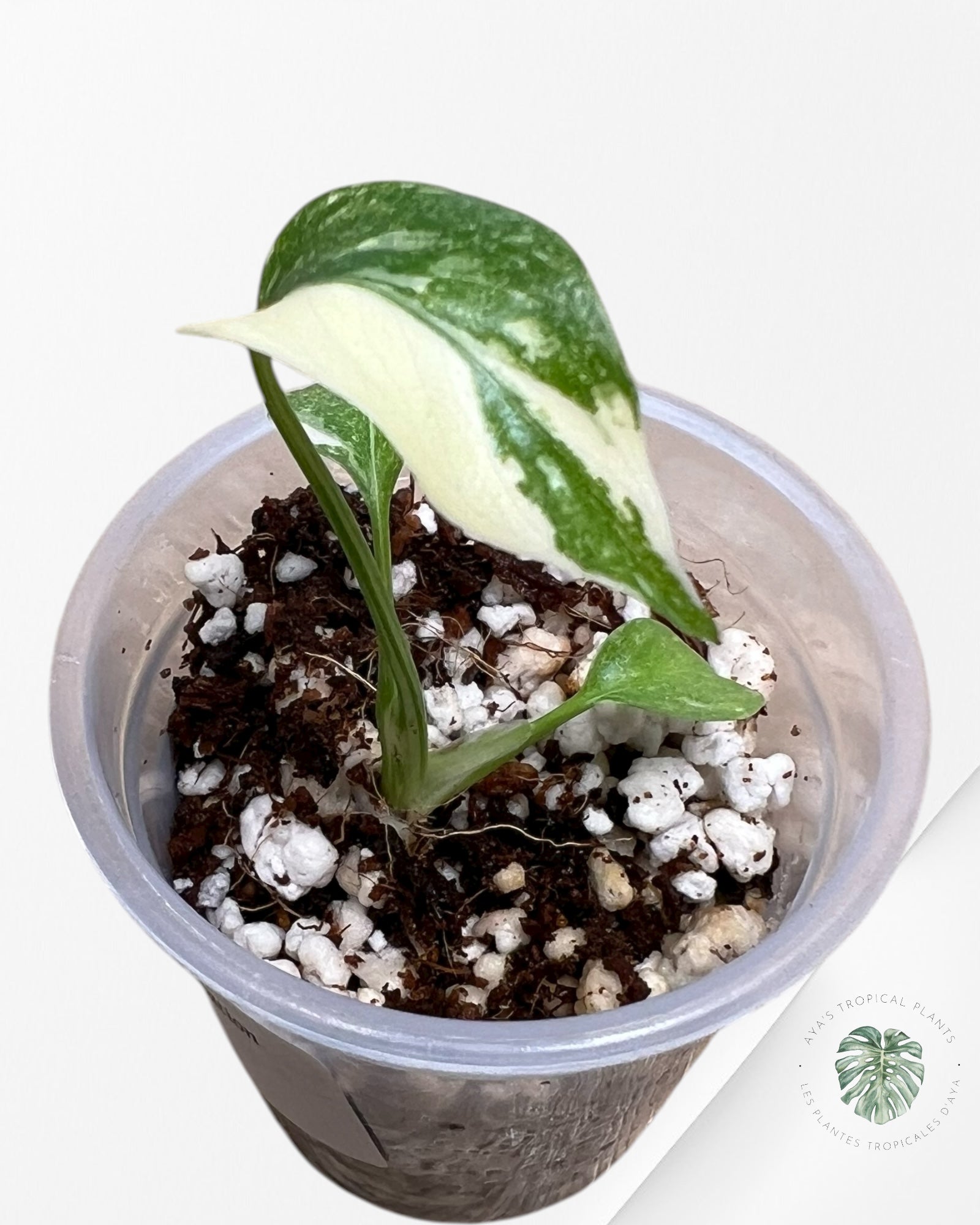 Monstera Thai Constellation Crème Brulée| Rare TC Plant | Aya's Tropical Plants