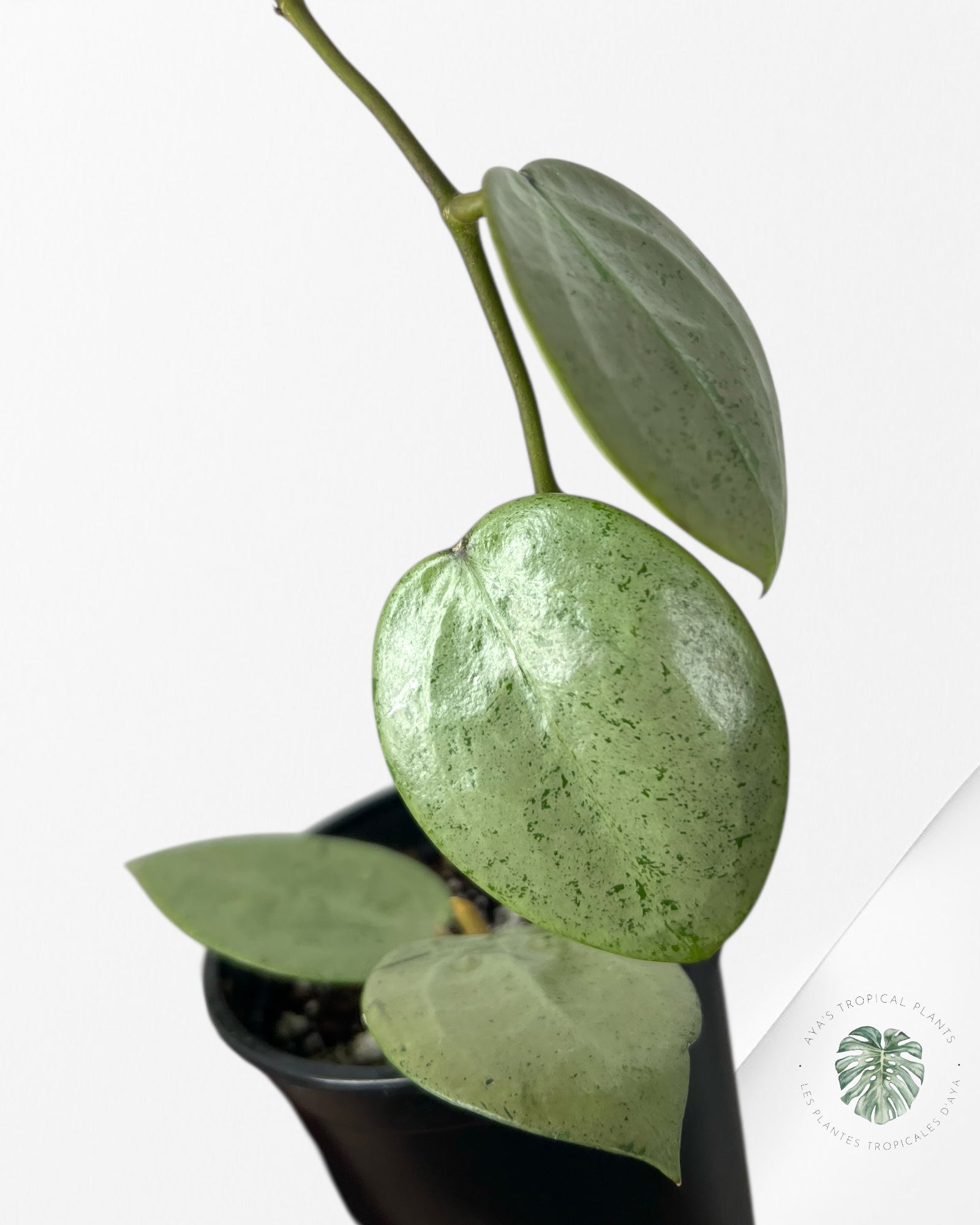 その他観葉植物 HOYA verticillata silver heart Hoya Verticillata Silver Heart – Hoya Cuttings