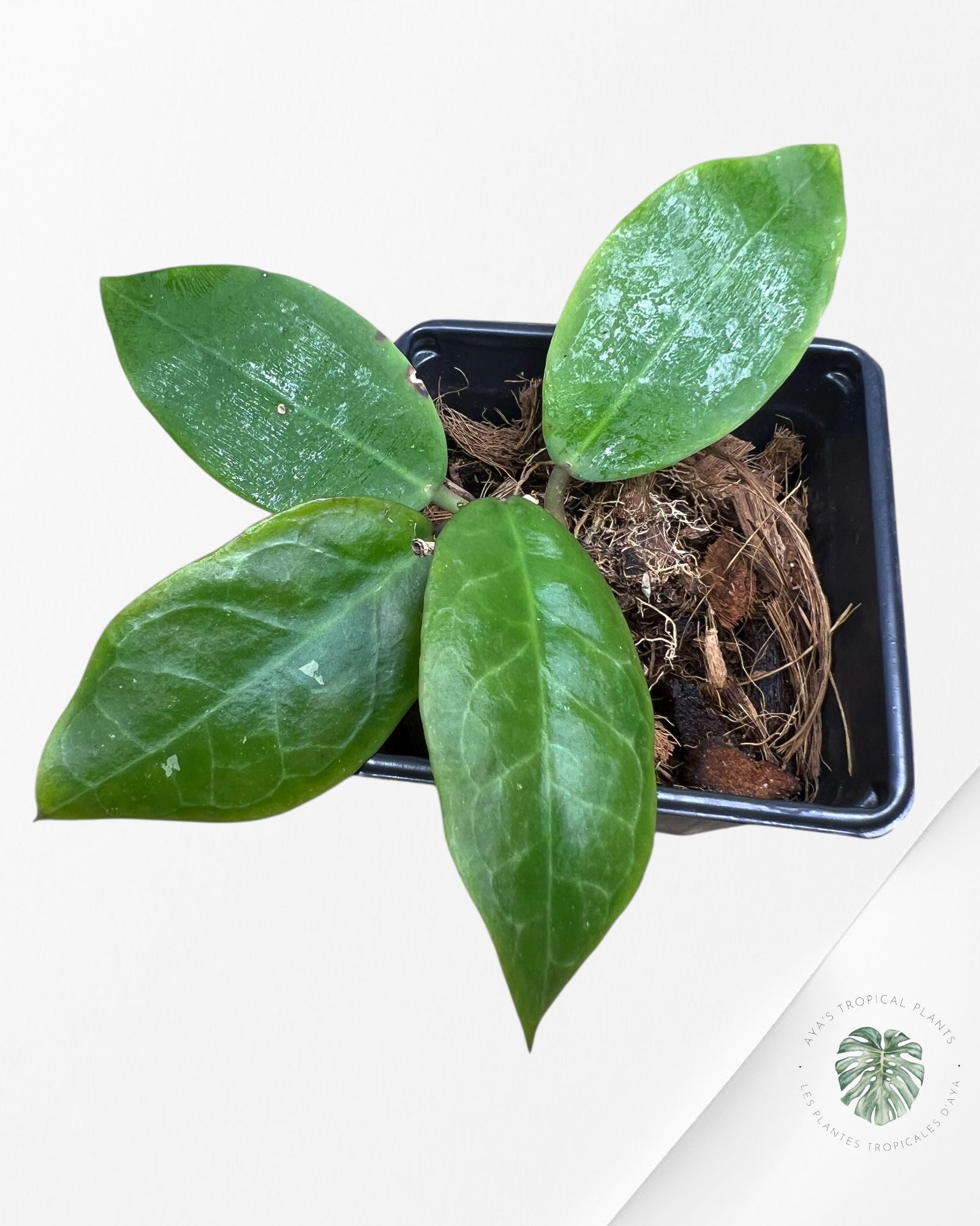 Hoya Patricia - F2