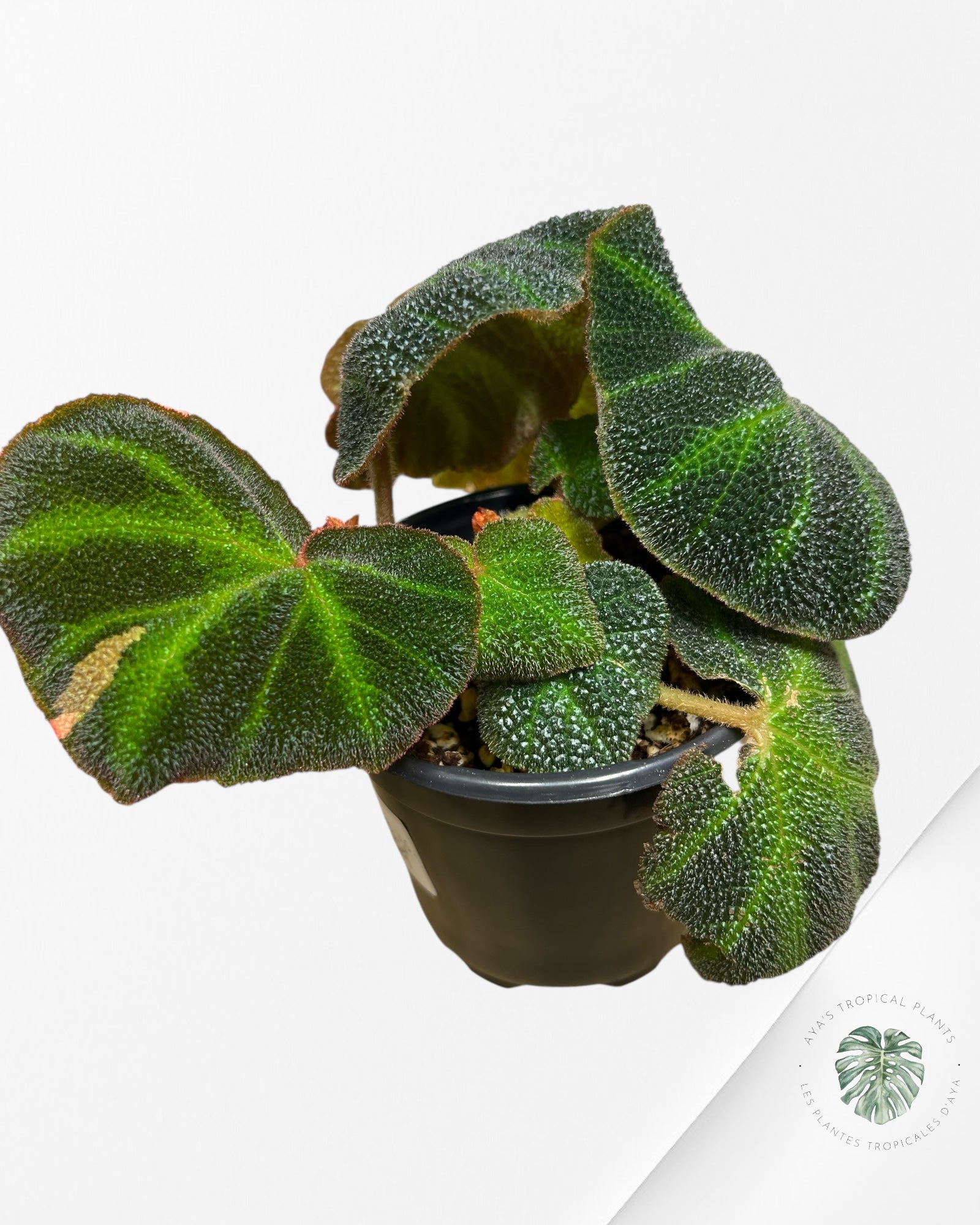 Begonia soli-mutata variegated - MT2