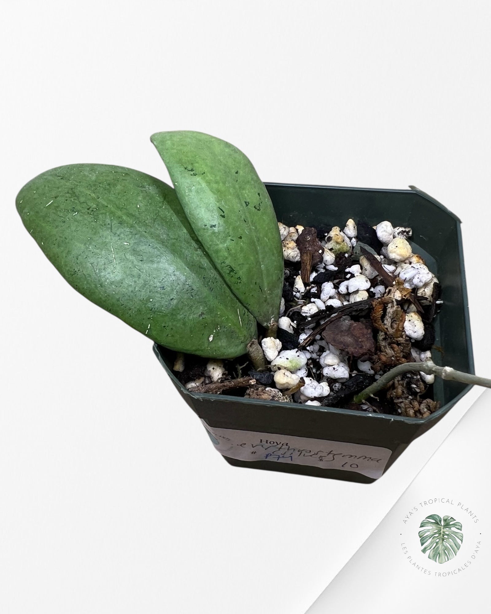 Hoya erythrostemma (Silver) - P74