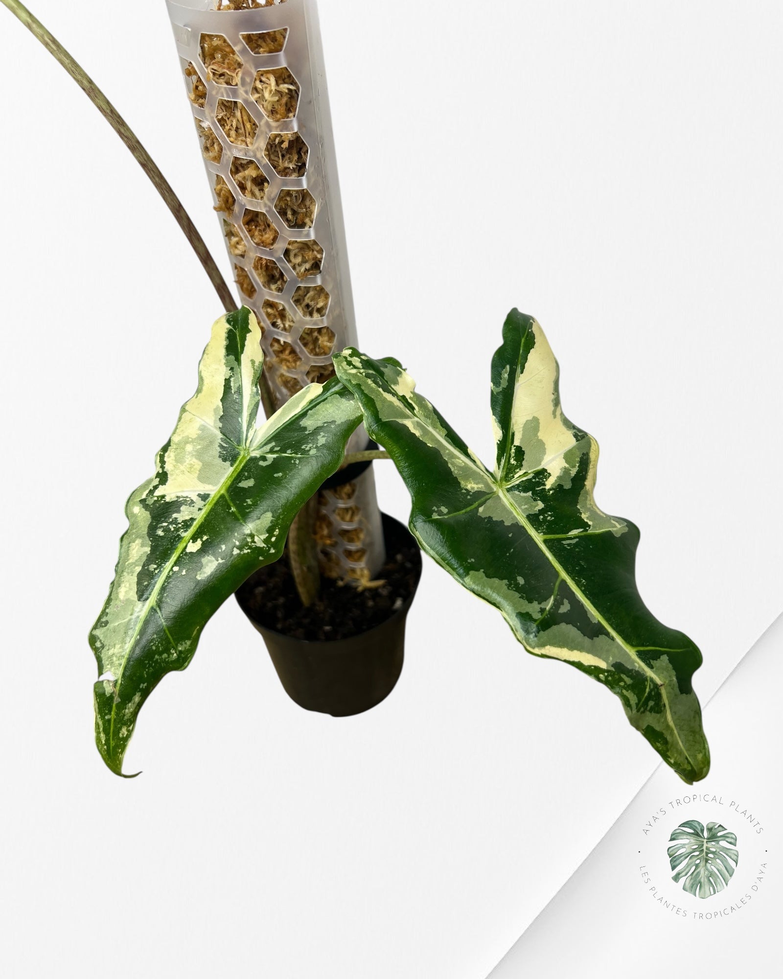 Alocasia sarian variegated - F6