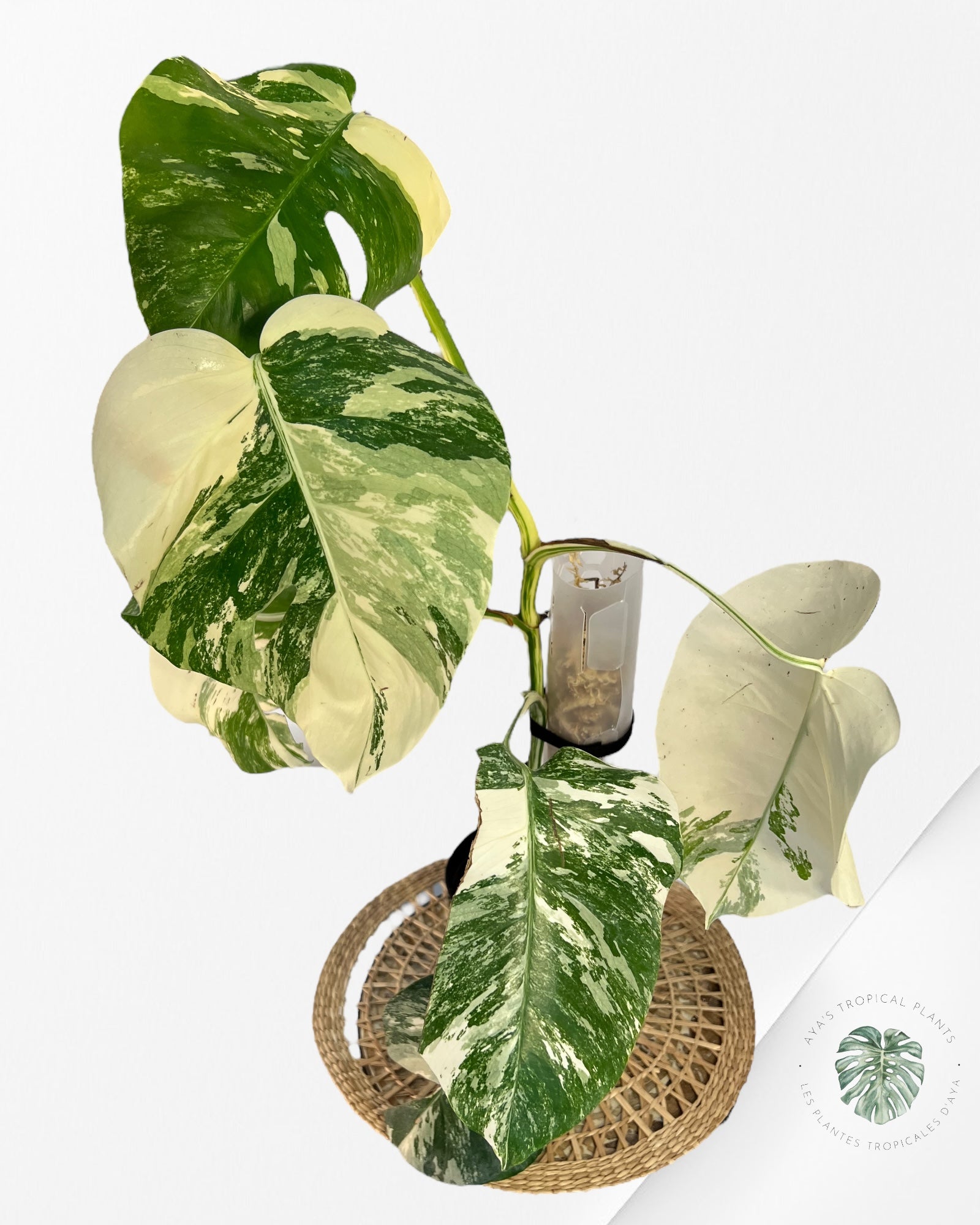 Monstera  Borsigiana Albo-JA900