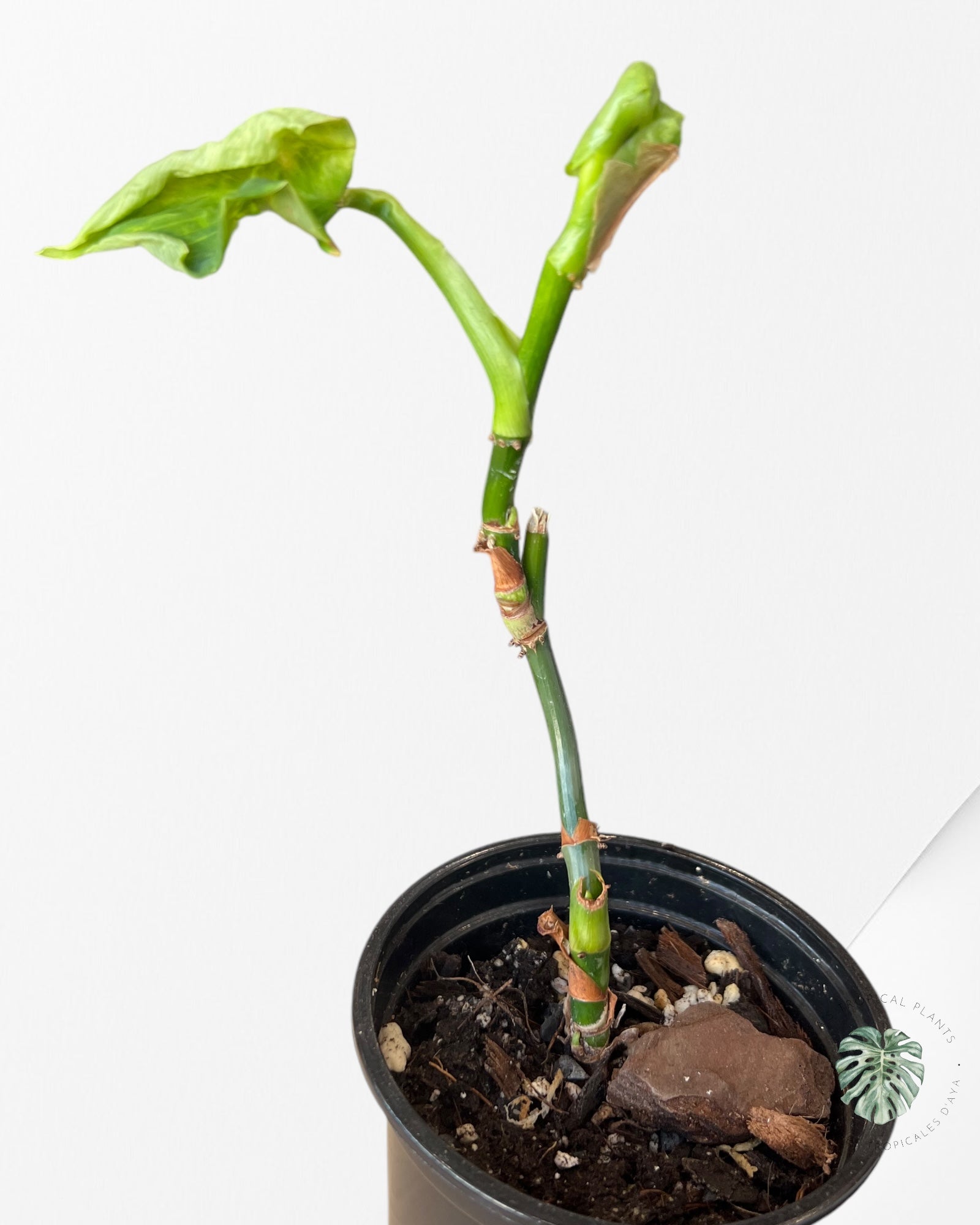 Philodendron 'Fibraecataphyllum' with little flaws