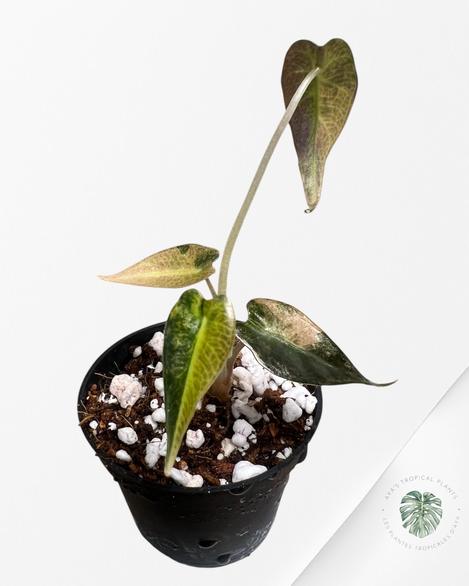 Alocasia Bambino Variegated (Aurea) - TC6