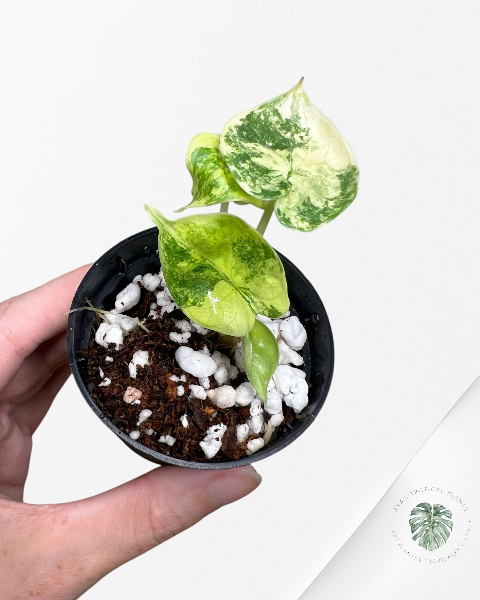 Alocasia Dragon Scale Variegated Aurea - 30
