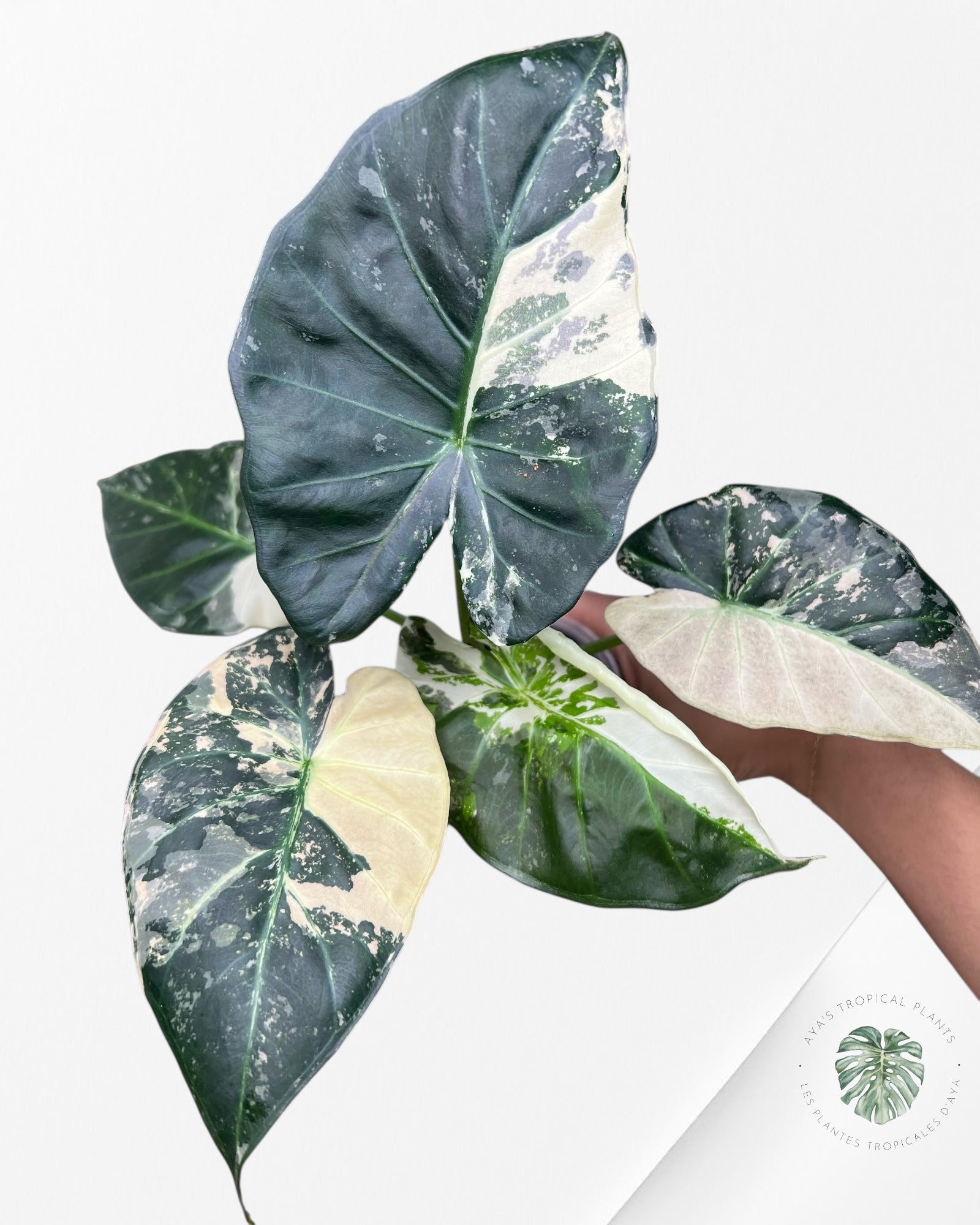 Alocasia Regal Shield Albo - 2