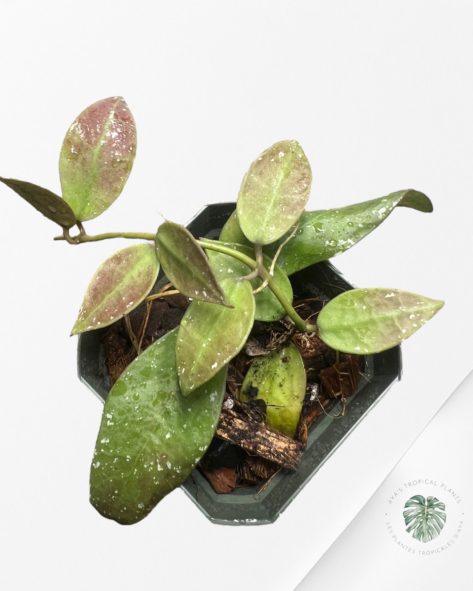 Hoya walliniana UT-152 HW07