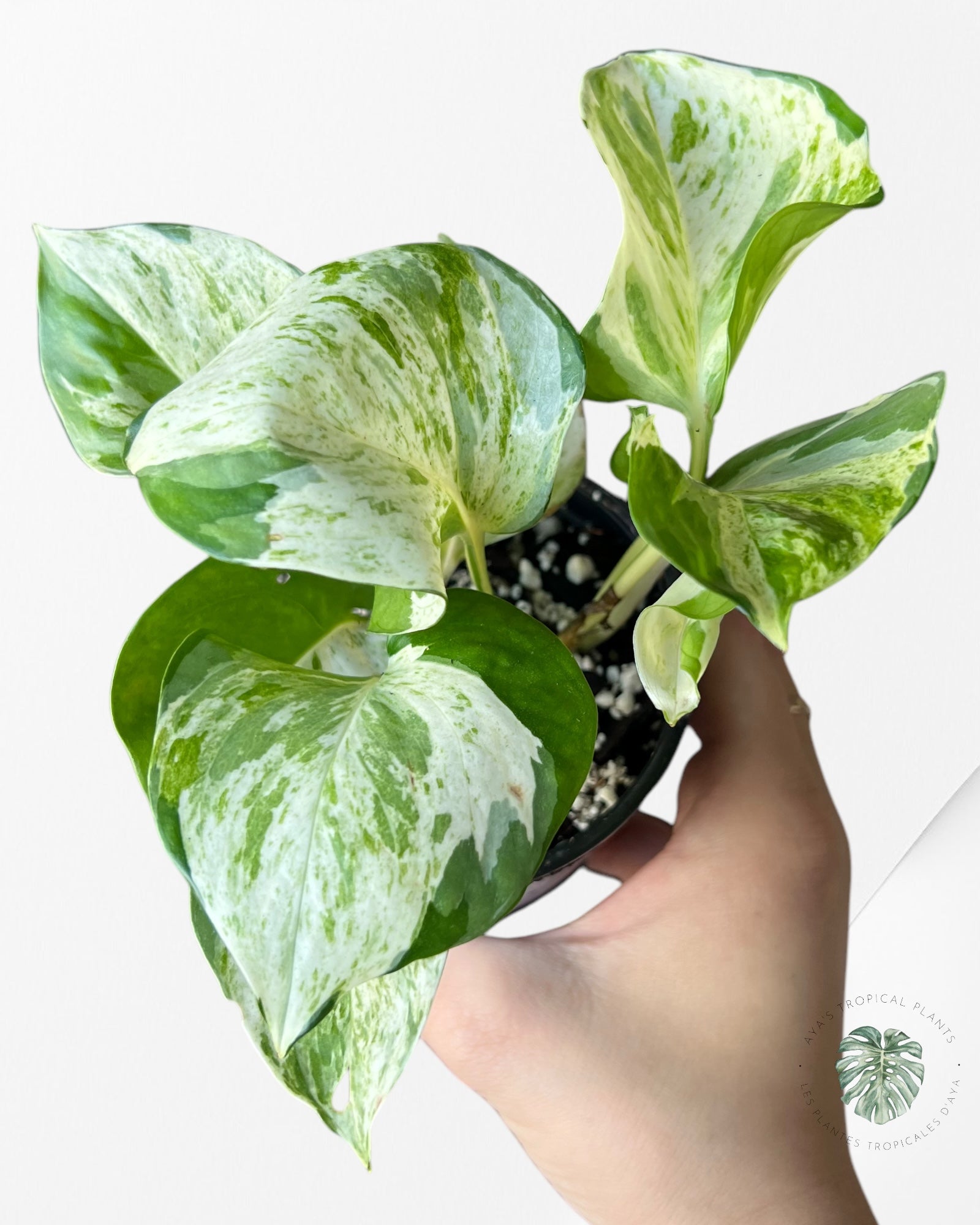 Pothos 'Manjula'-D