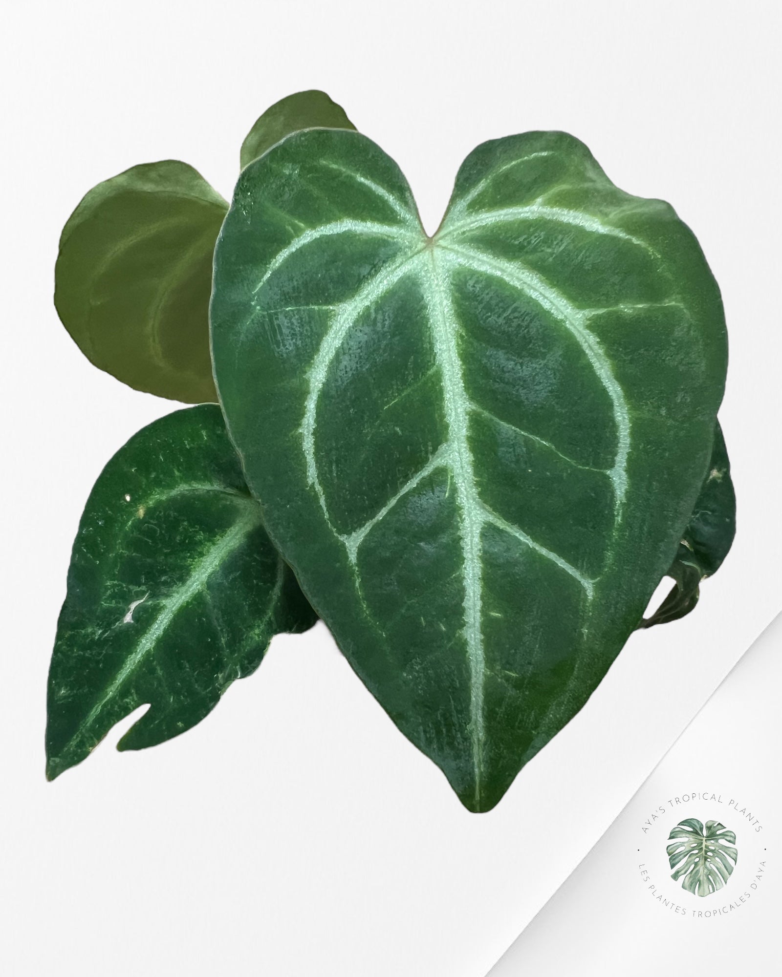 Anthurium Papi *Moira x Velvet* - 1905