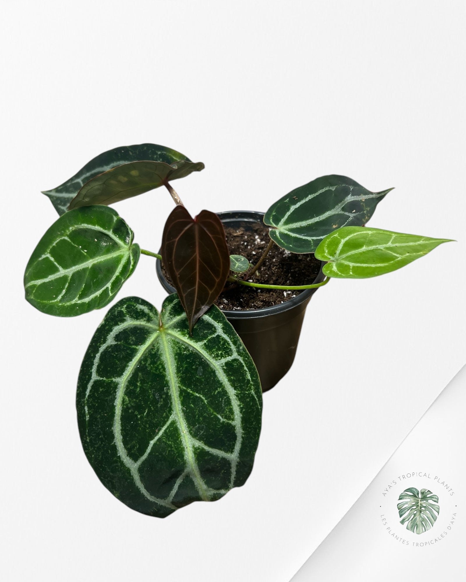 Anthurium Michelle - SA5