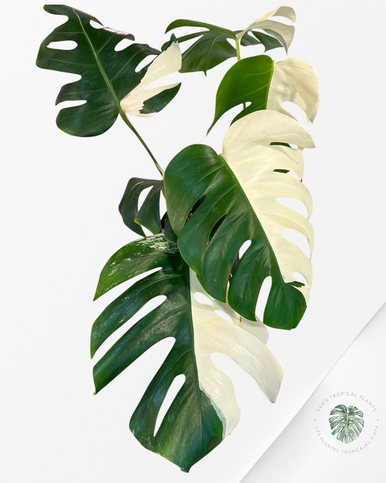 Monstera Borsigiana Albo-JA4