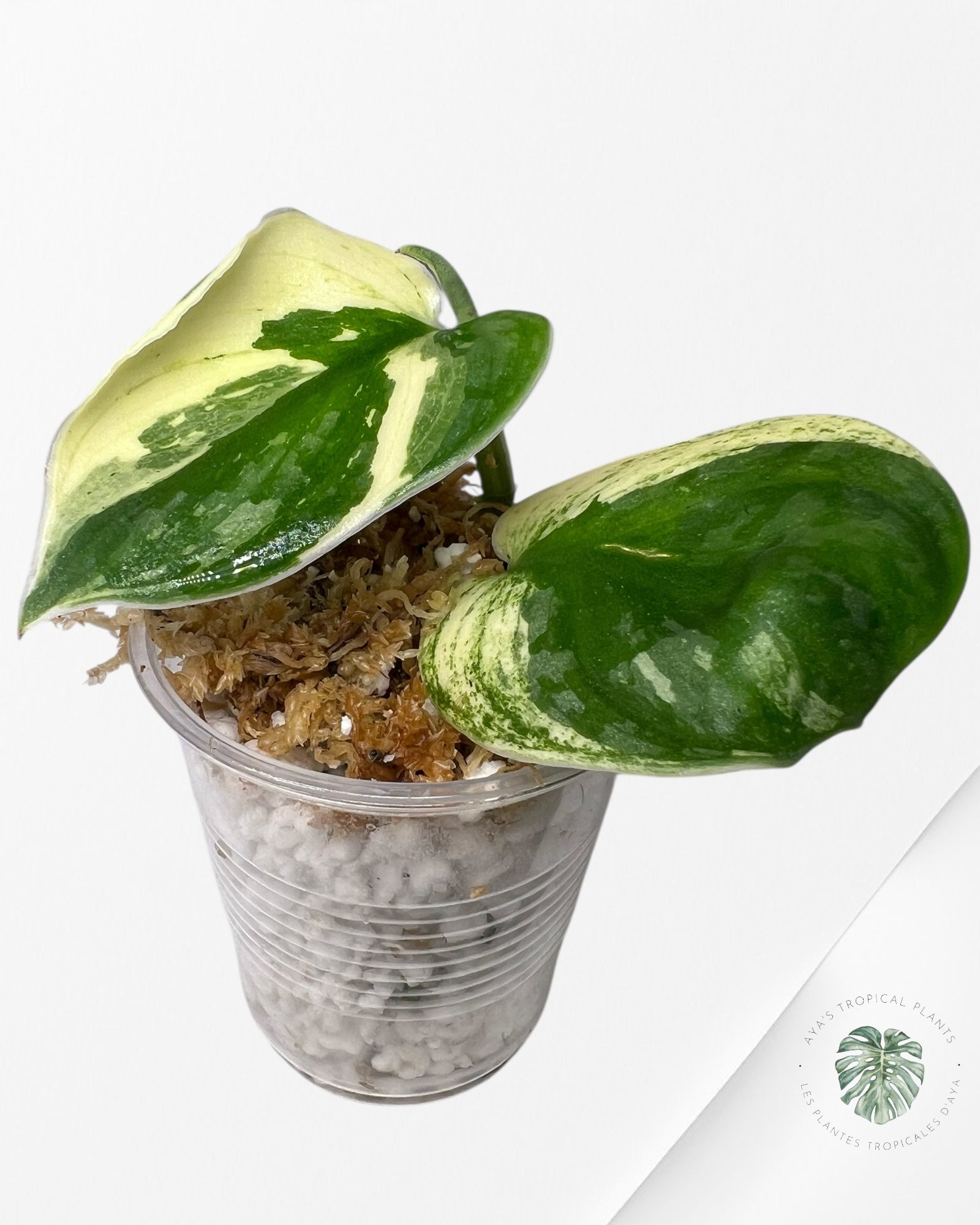 Chevalier d'argent Scindapsus Bunaken-JA01
