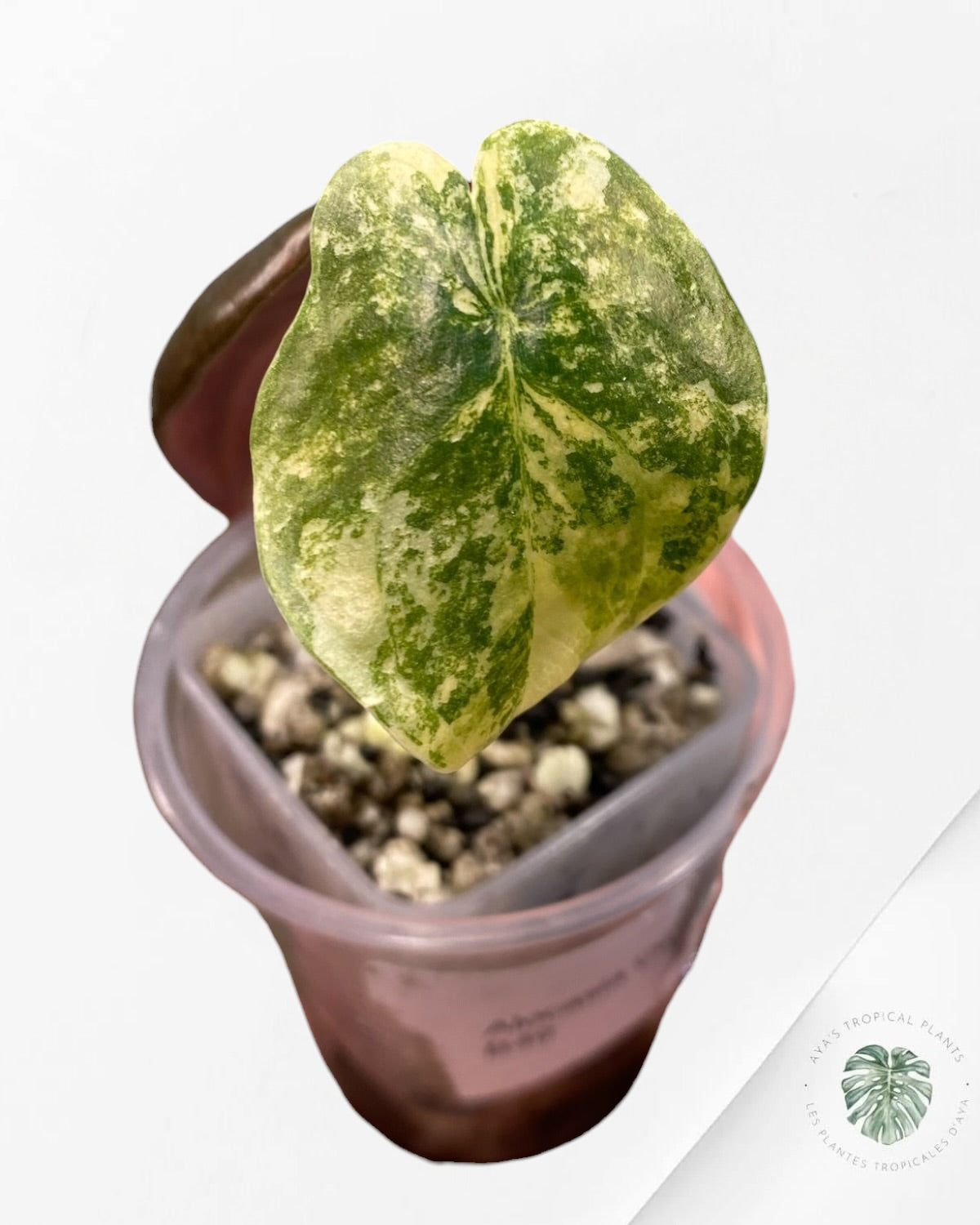 Alocasia Cuprea Golden Latte panaché