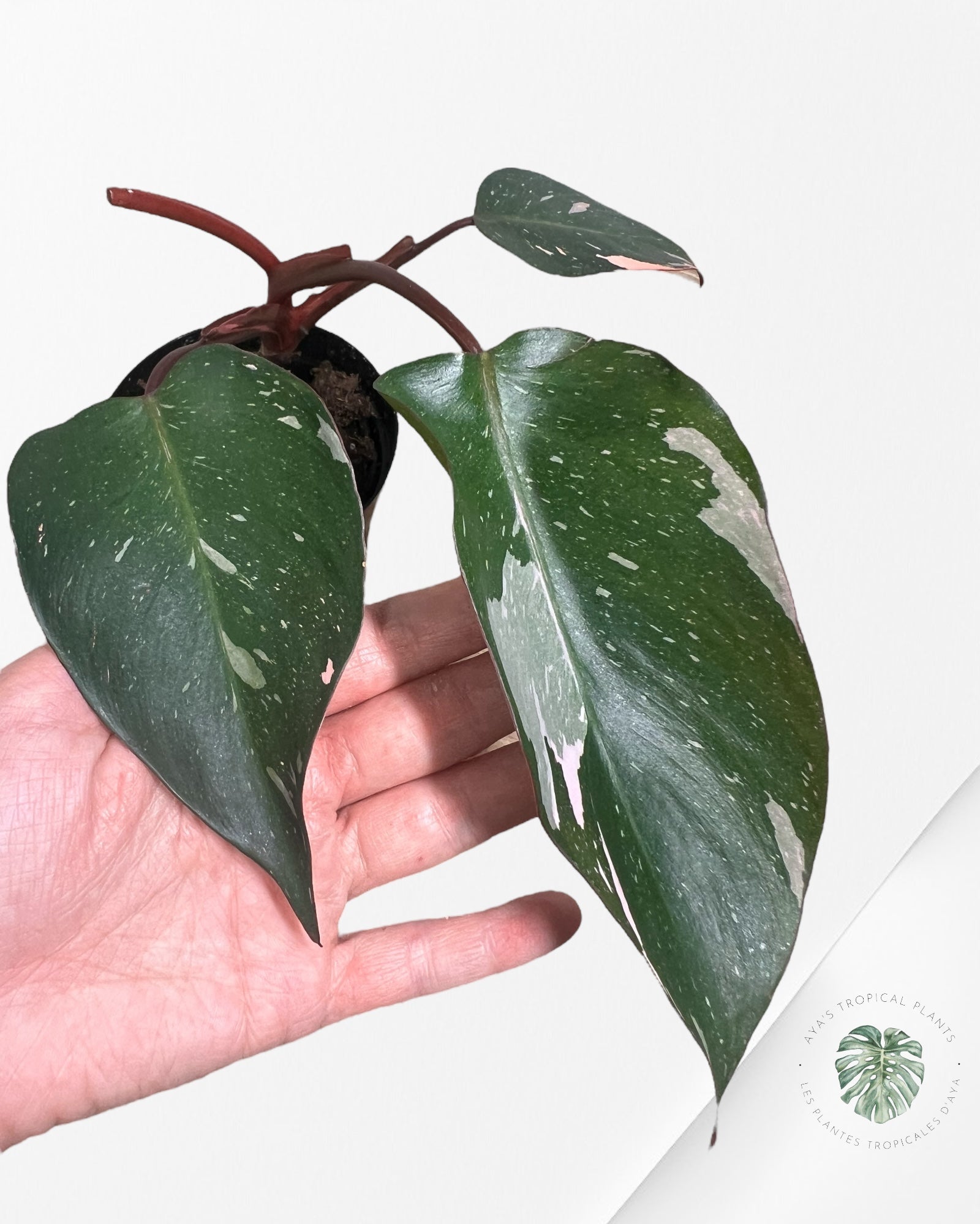 Philodendron 'Pink Princess' Marble King - F4