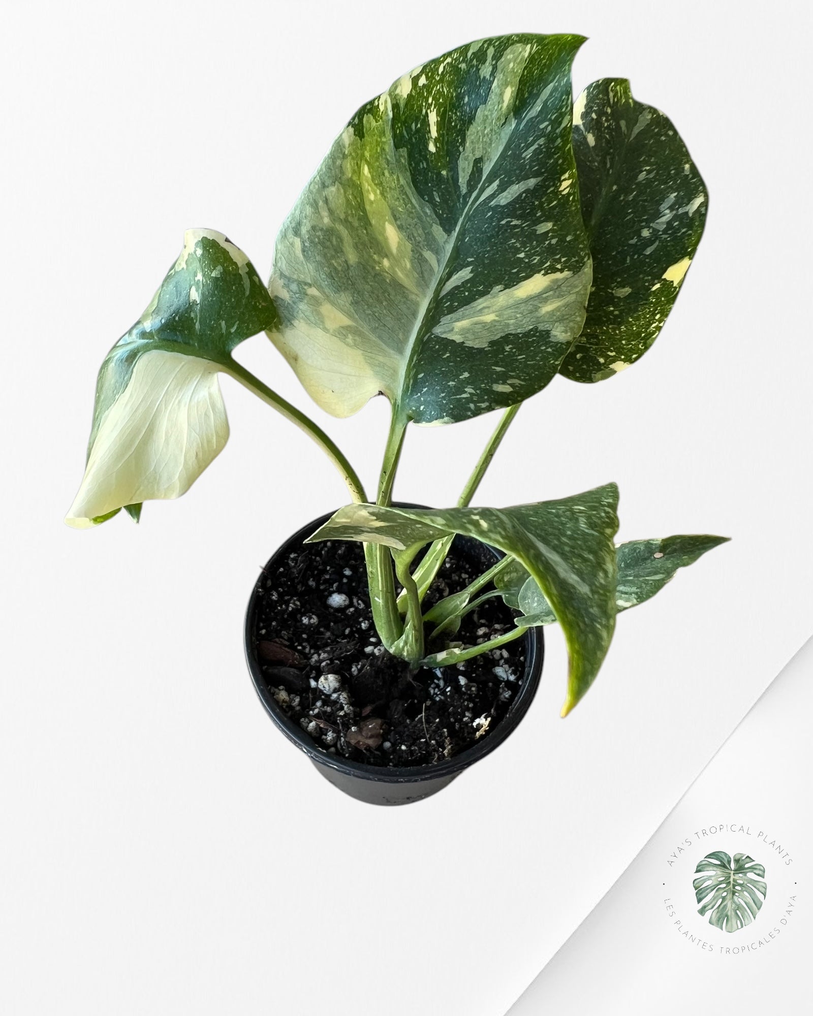 Crème Brûlée Monstera - A