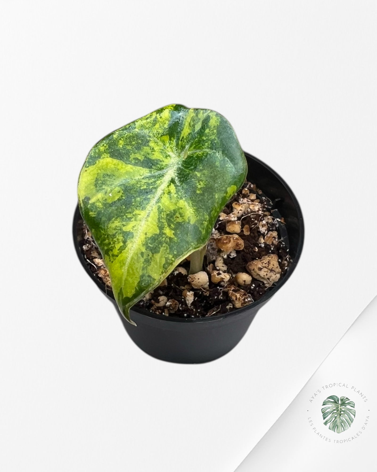 Alocasia Black Velvet Gold Variegata （ Aurea）-BG3