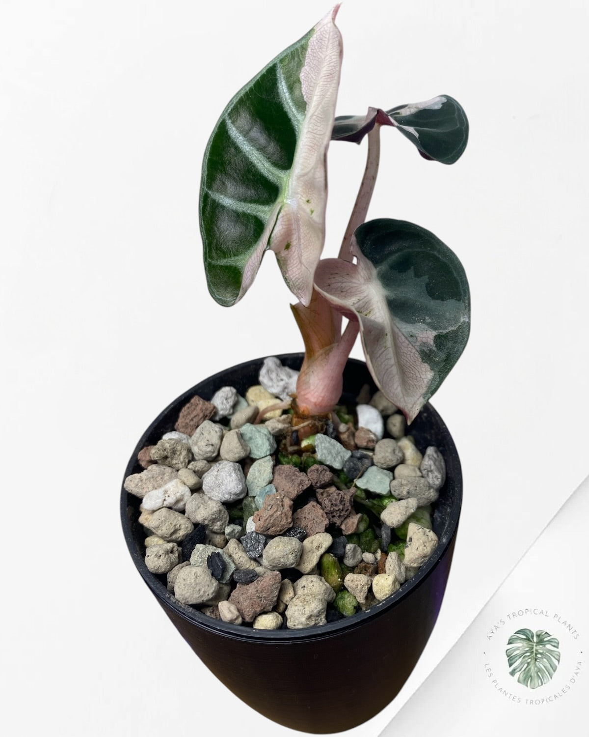 Alocasia Cœur Ballonet Rose panaché