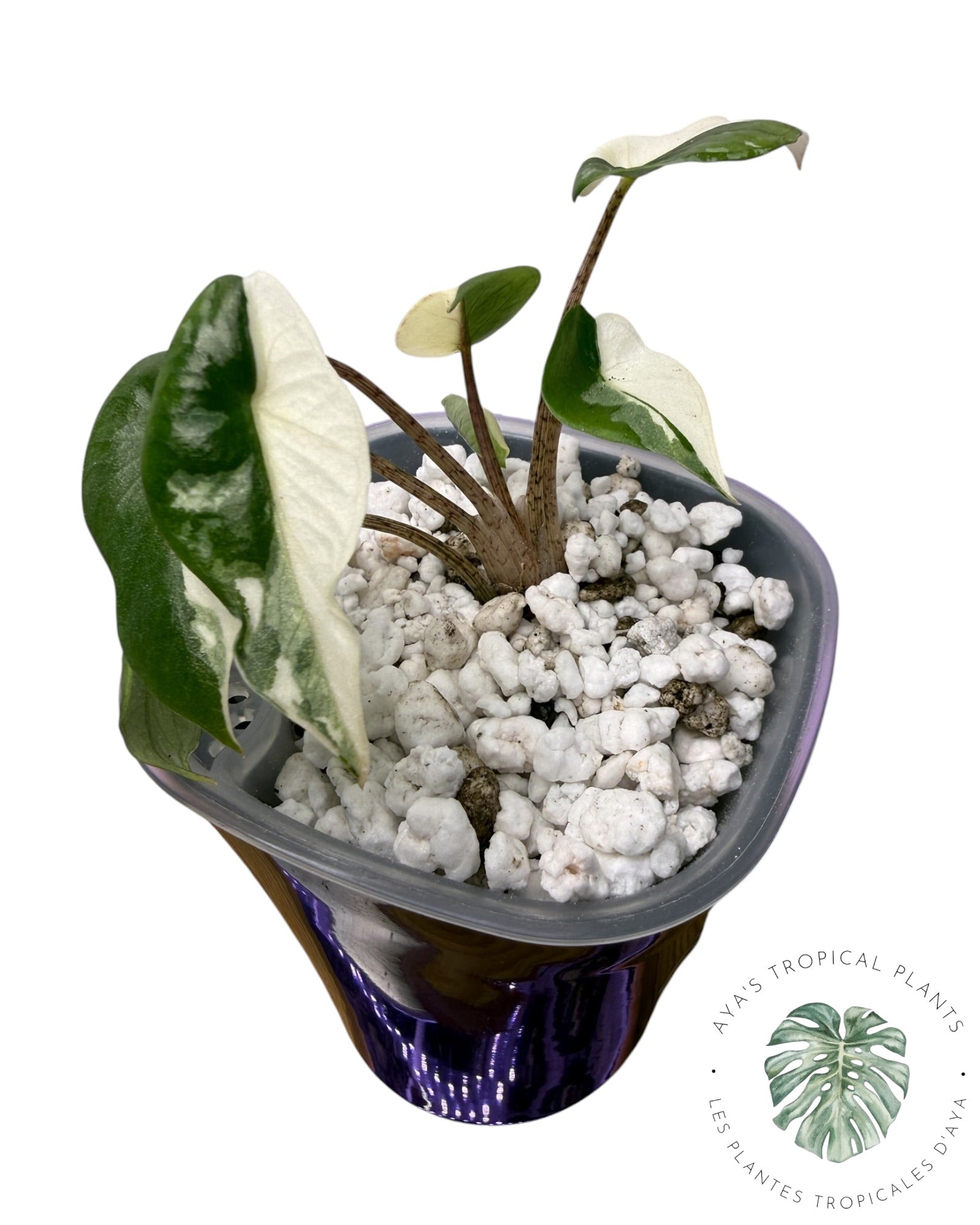 Alocasia Heterophylla Metallic Blue Albo