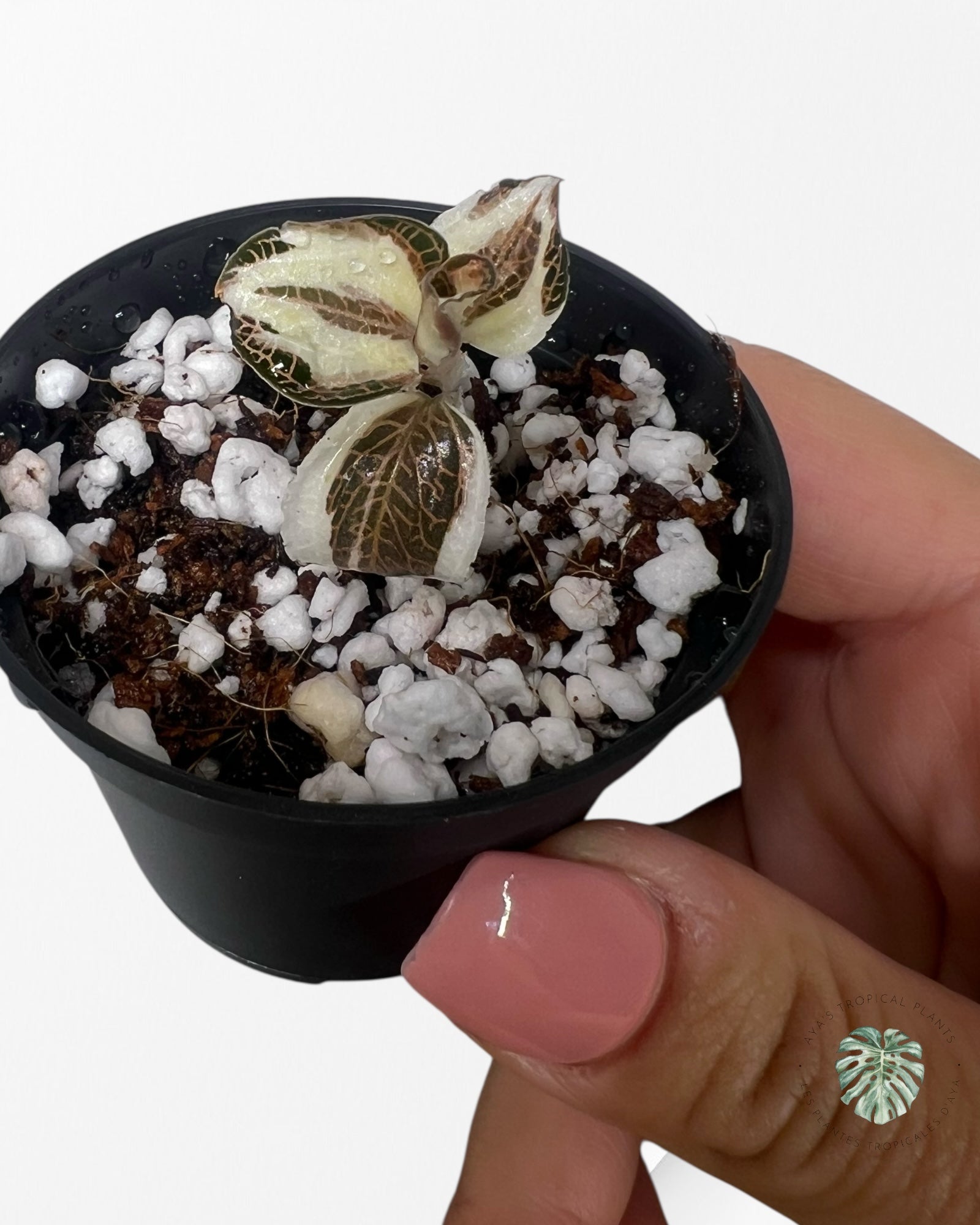 Anoectochilus Roxburghii Variegated - 25