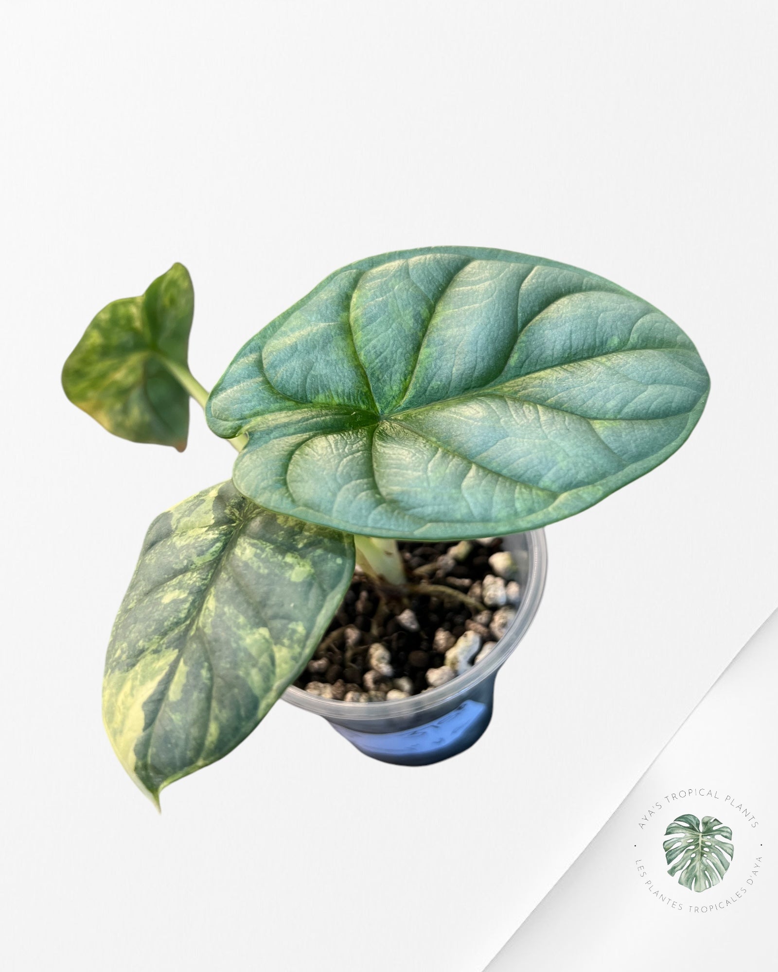 Alocasia Baginda 'Silver Dragon' variegated